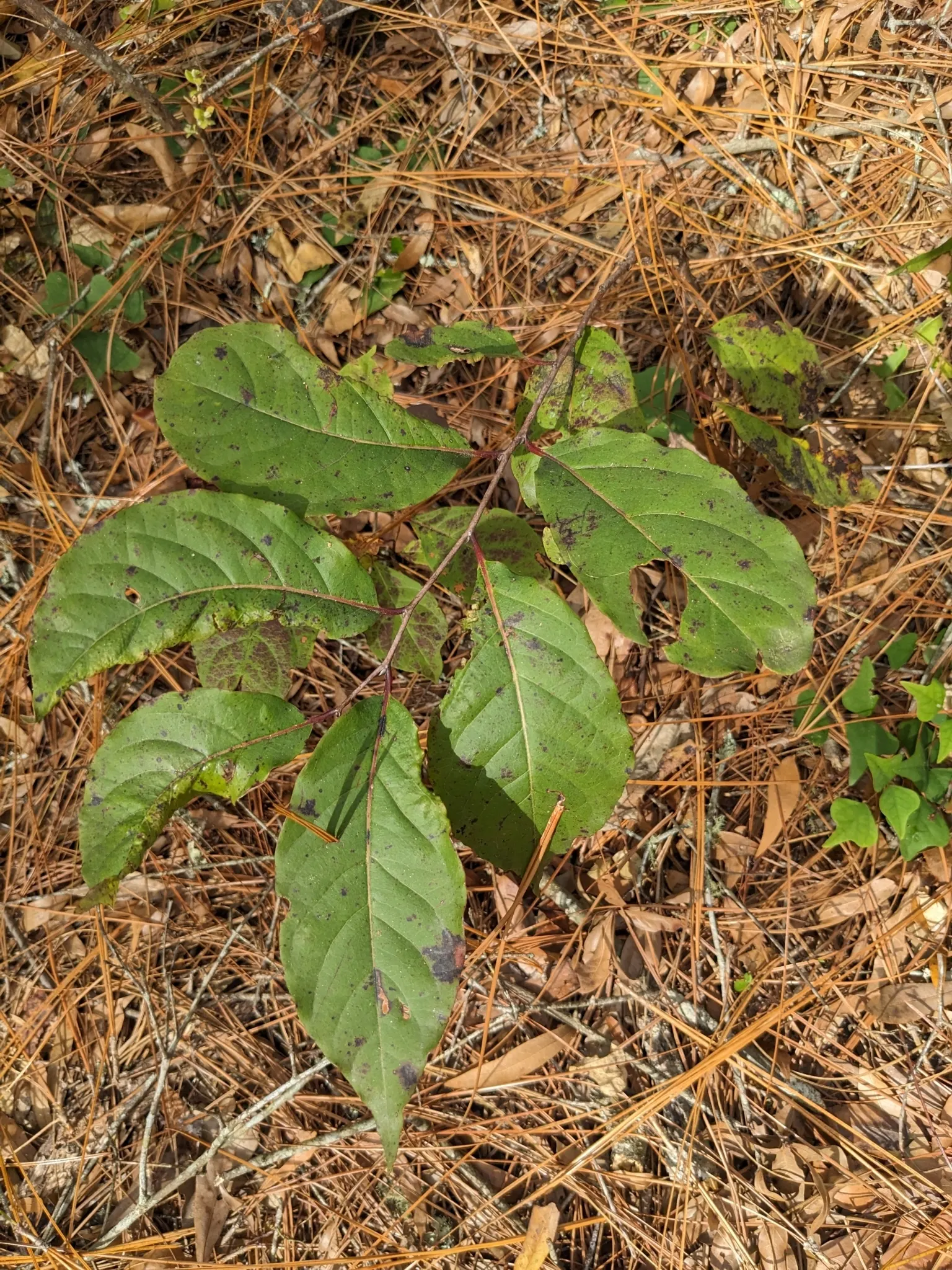 American Persimmon, Possumwood (Diospyros Virginiana) — This deciduous native tree; and yellow-to-orange fruits after female tree's white flowers, image 103