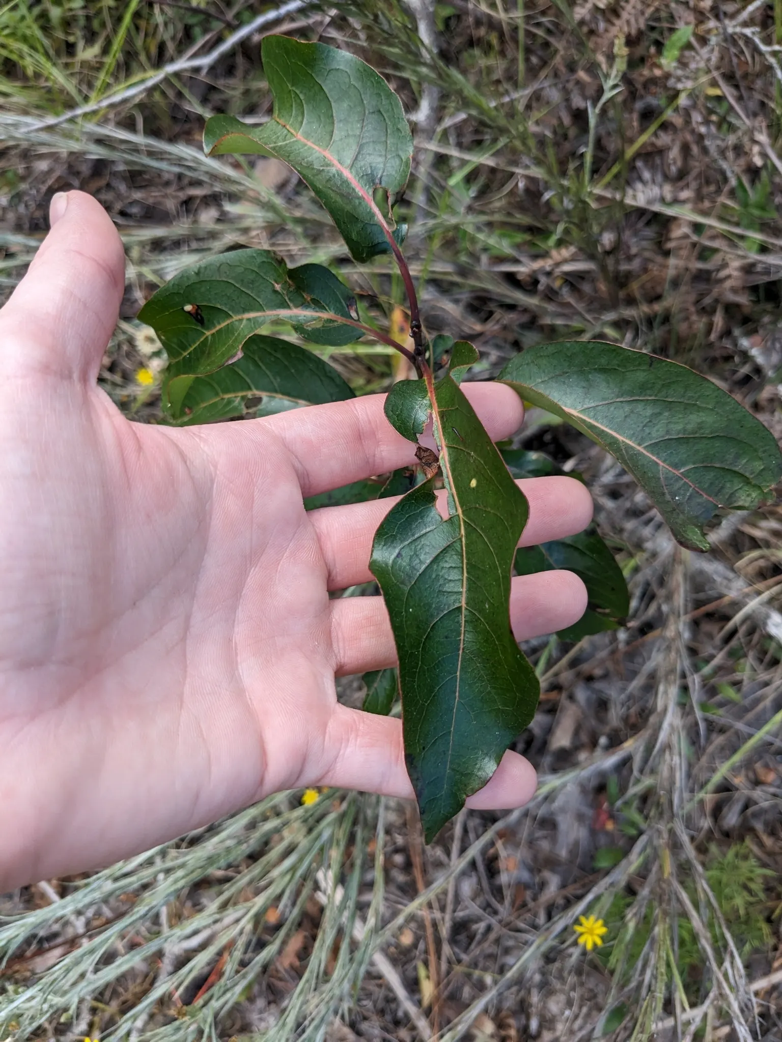 American Persimmon, Possumwood (Diospyros Virginiana) — when designing your space; gardeners admire its deeply furrowed, image 91