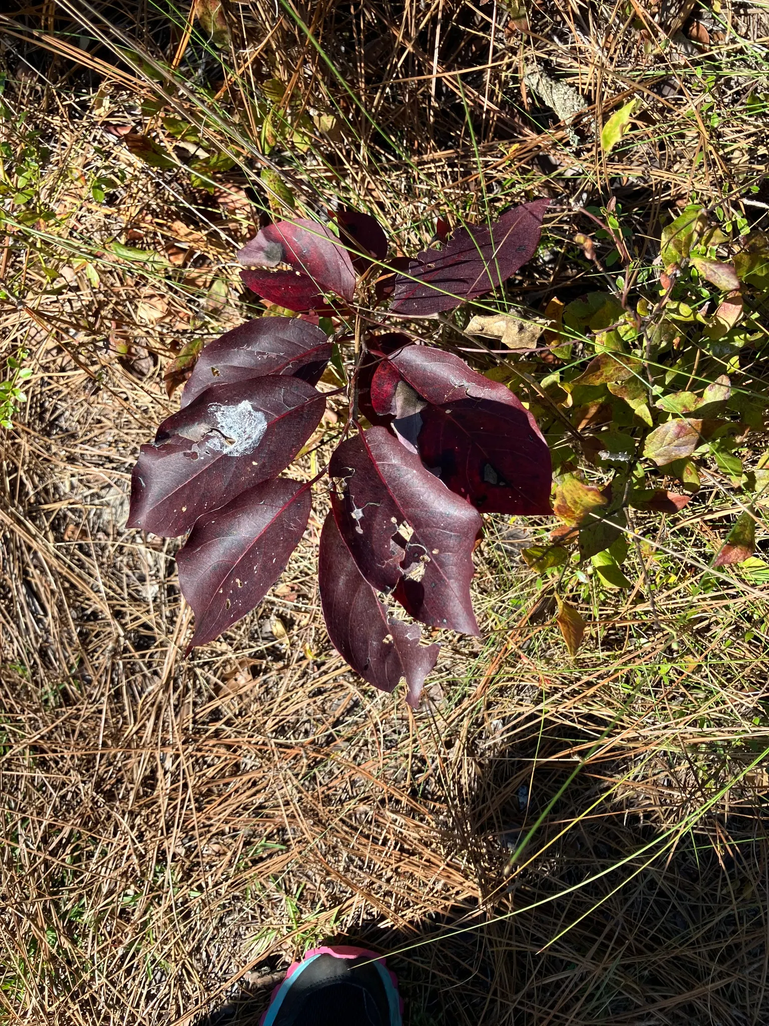 American Persimmon, Possumwood (Diospyros Virginiana) — Diospyros virginiana is drought-tolerant upon establishment and requires full sun to partial shade