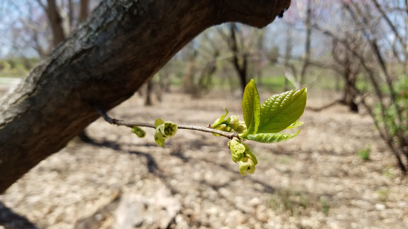 American Persimmon, Possumwood (Diospyros Virginiana) — commonly found throughout the Eastern United States; grows moderately to a height between, image 104