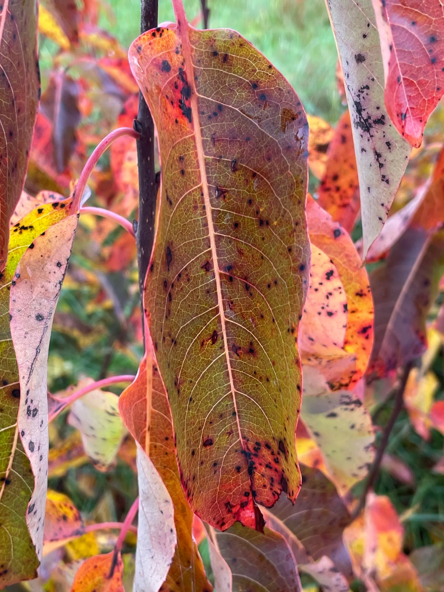 American Persimmon, Possumwood (Diospyros Virginiana) — This deciduous native tree