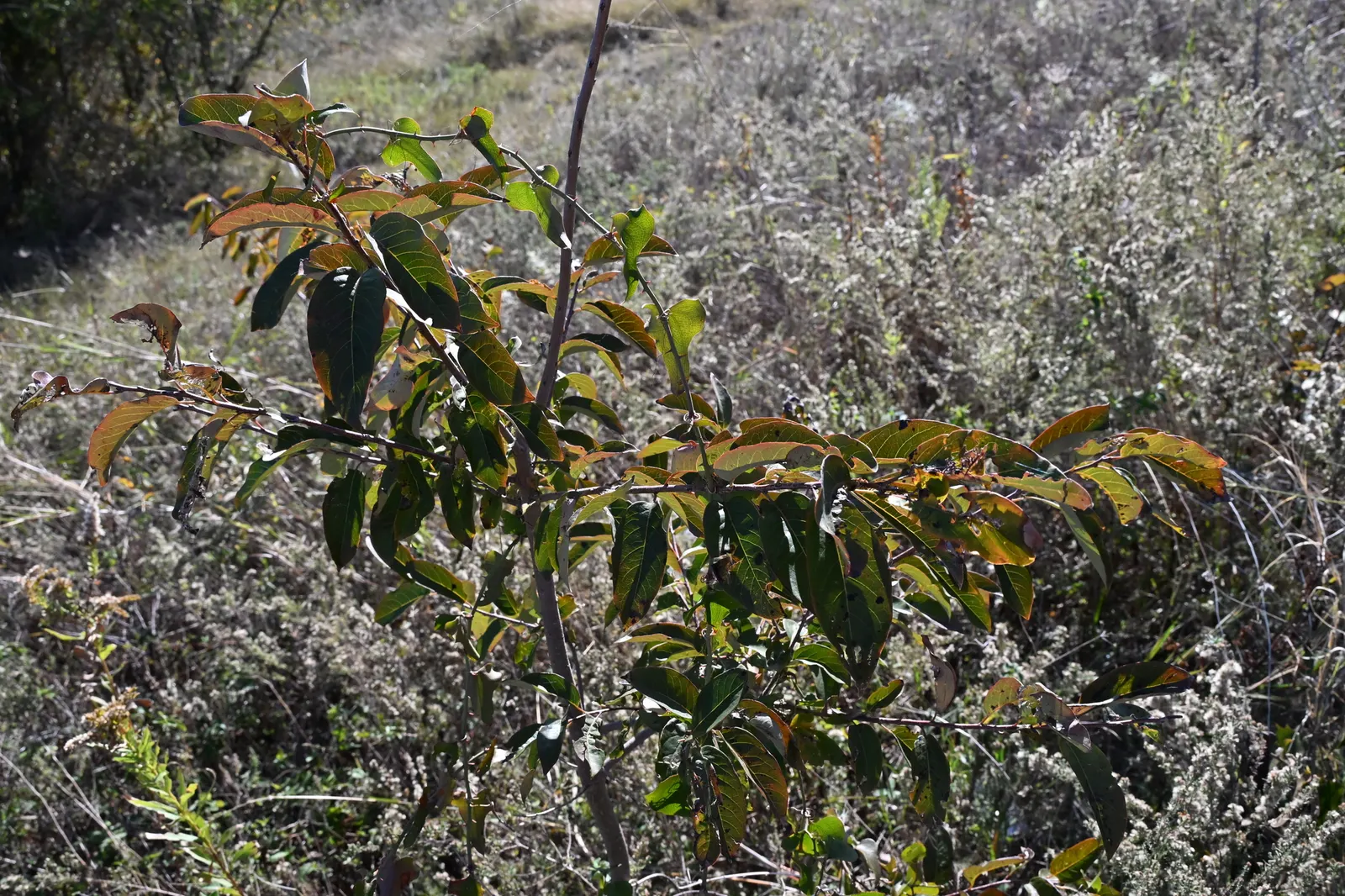 American Persimmon, Possumwood (Diospyros Virginiana) — These persimmons possess a sweet; fruit is edible when soft, attracting birds and mammals