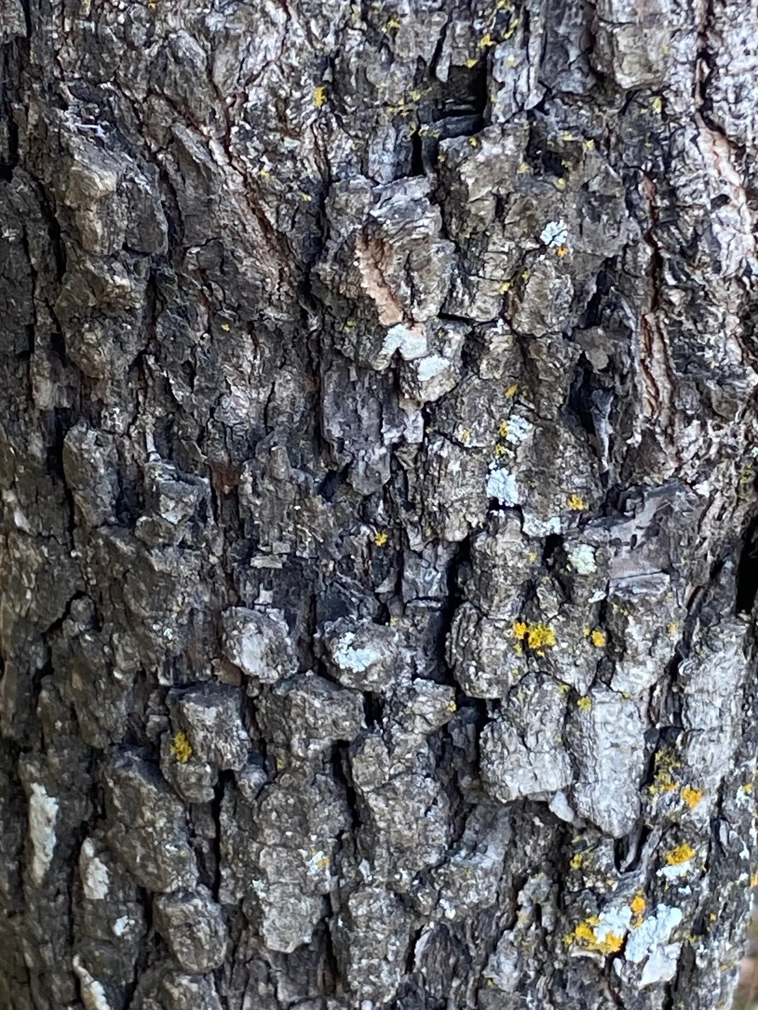 American Persimmon, Possumwood (Diospyros Virginiana) — grows moderately to a height between 35 to 60 feet; these persimmons possess a sweet, image 105