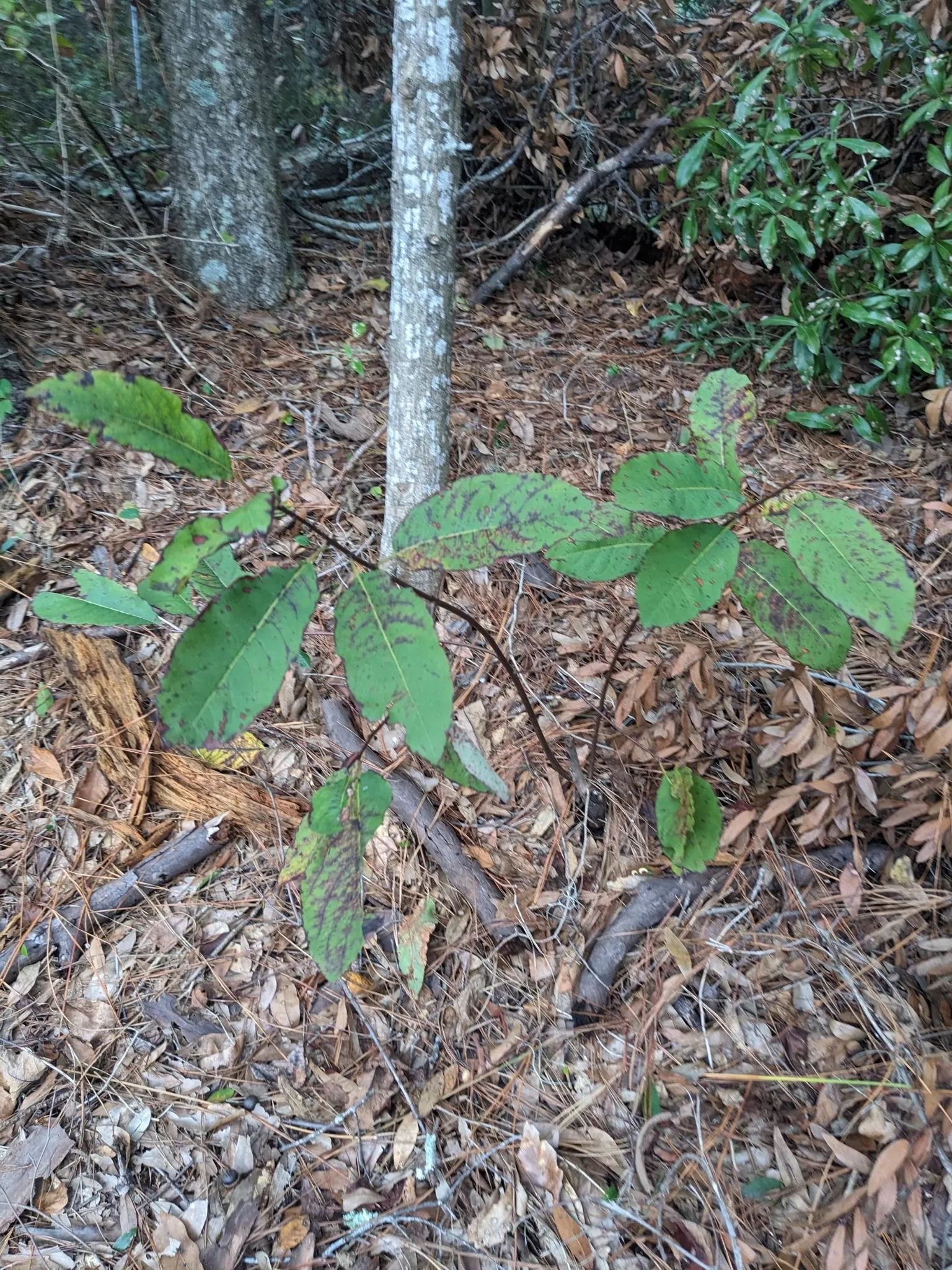 American Persimmon, Possumwood (Diospyros Virginiana) — with a similar canopy width once it reaches full maturity; diospyros virginiana is drought-tolerant