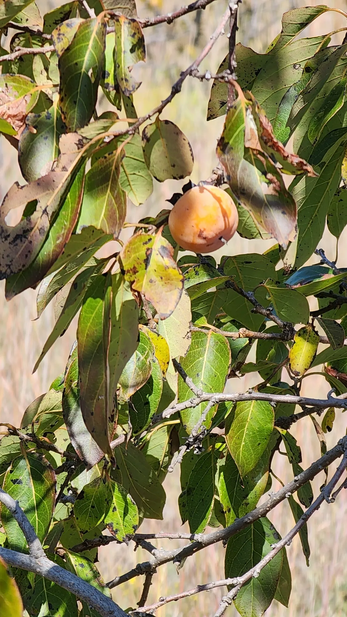 American Persimmon, Possumwood (Diospyros Virginiana) — consider the tree's potential drop zone for fruit and its modestly spreading canopy; they, image 92