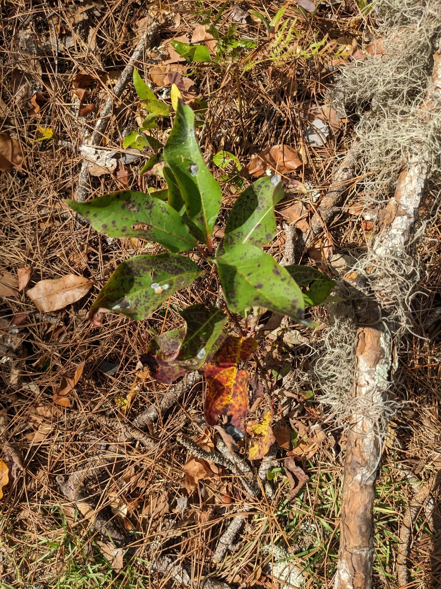 American Persimmon, Possumwood (Diospyros Virginiana) — commonly found throughout the Eastern United States; grows moderately to a height between, image 73