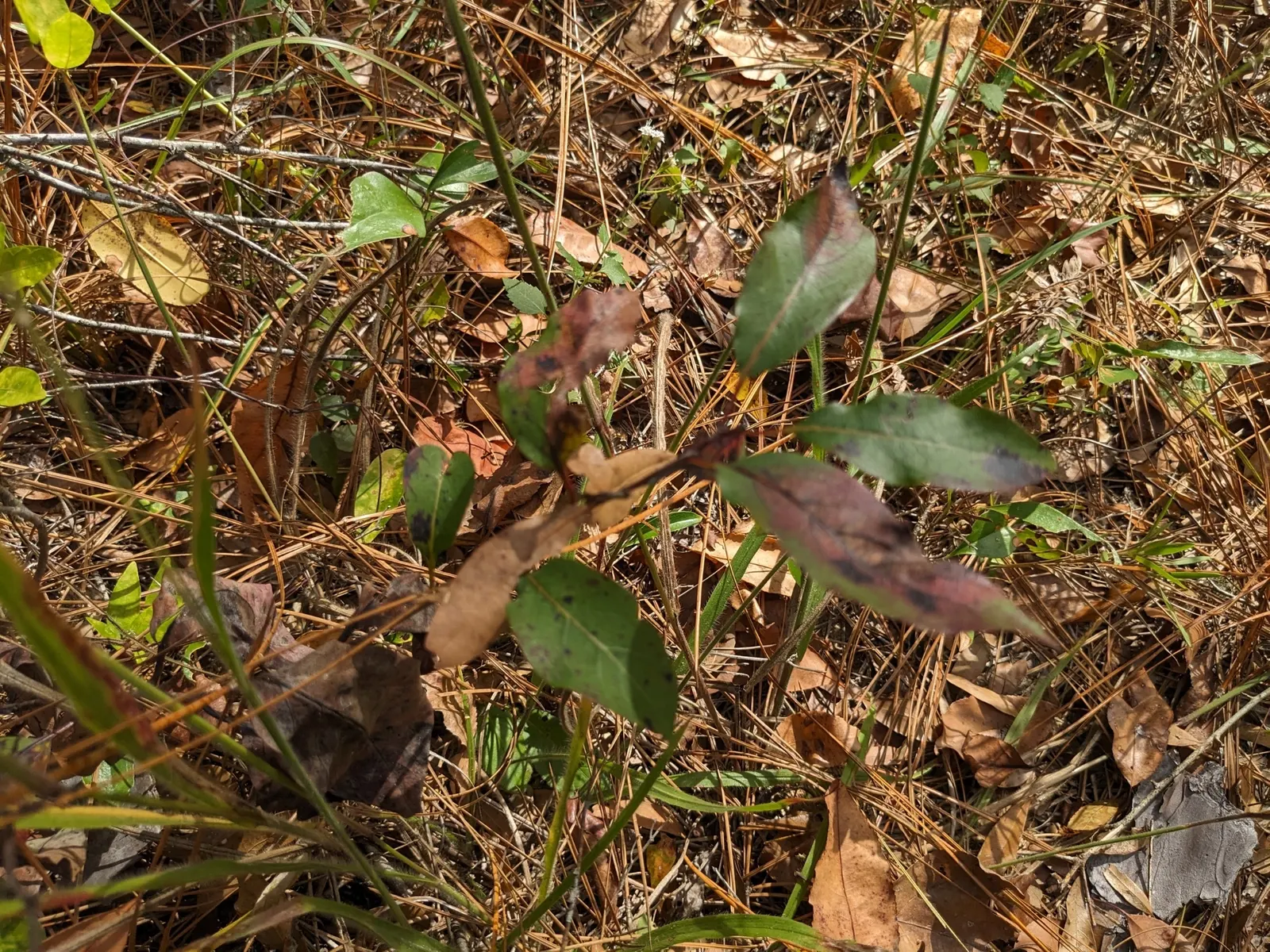 American Persimmon, Possumwood (Diospyros Virginiana) — starts out green and ripens to a deep orange; consider the tree's potential drop zone for, image 111