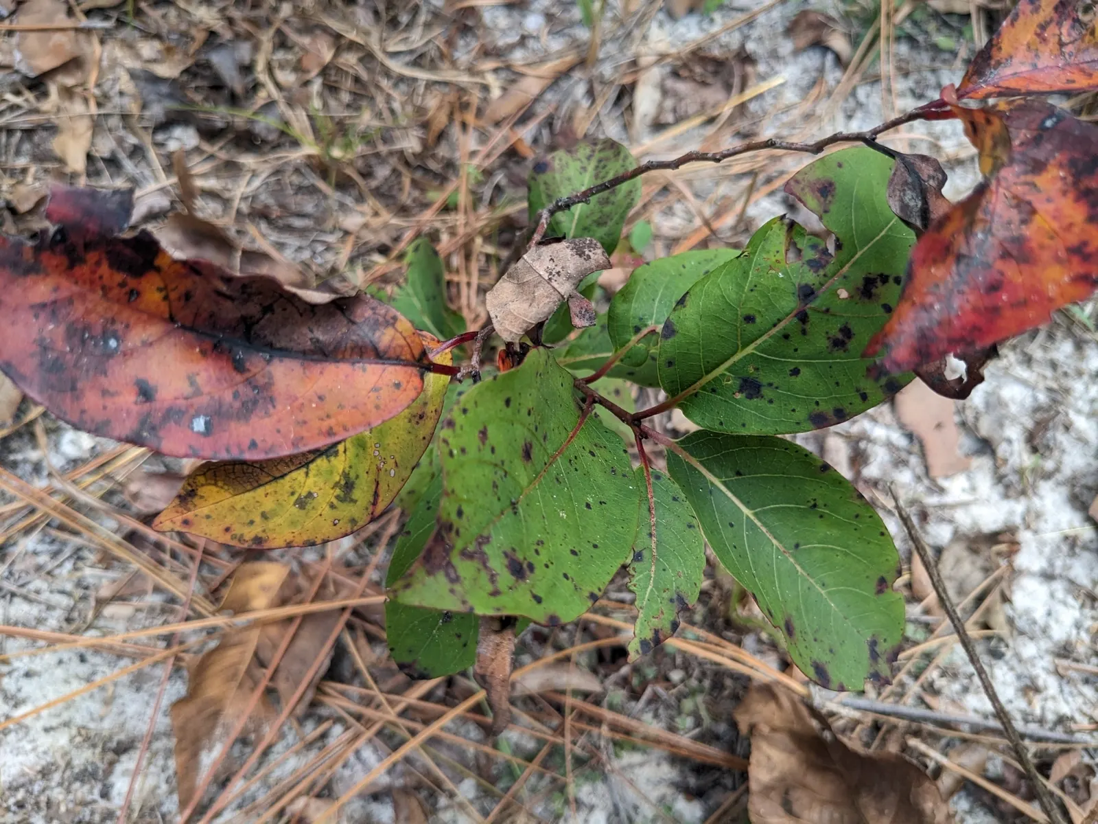 American Persimmon, Possumwood (Diospyros Virginiana) — honey-like flavor once fully mature and should only be consumed post-frost when they, image 82