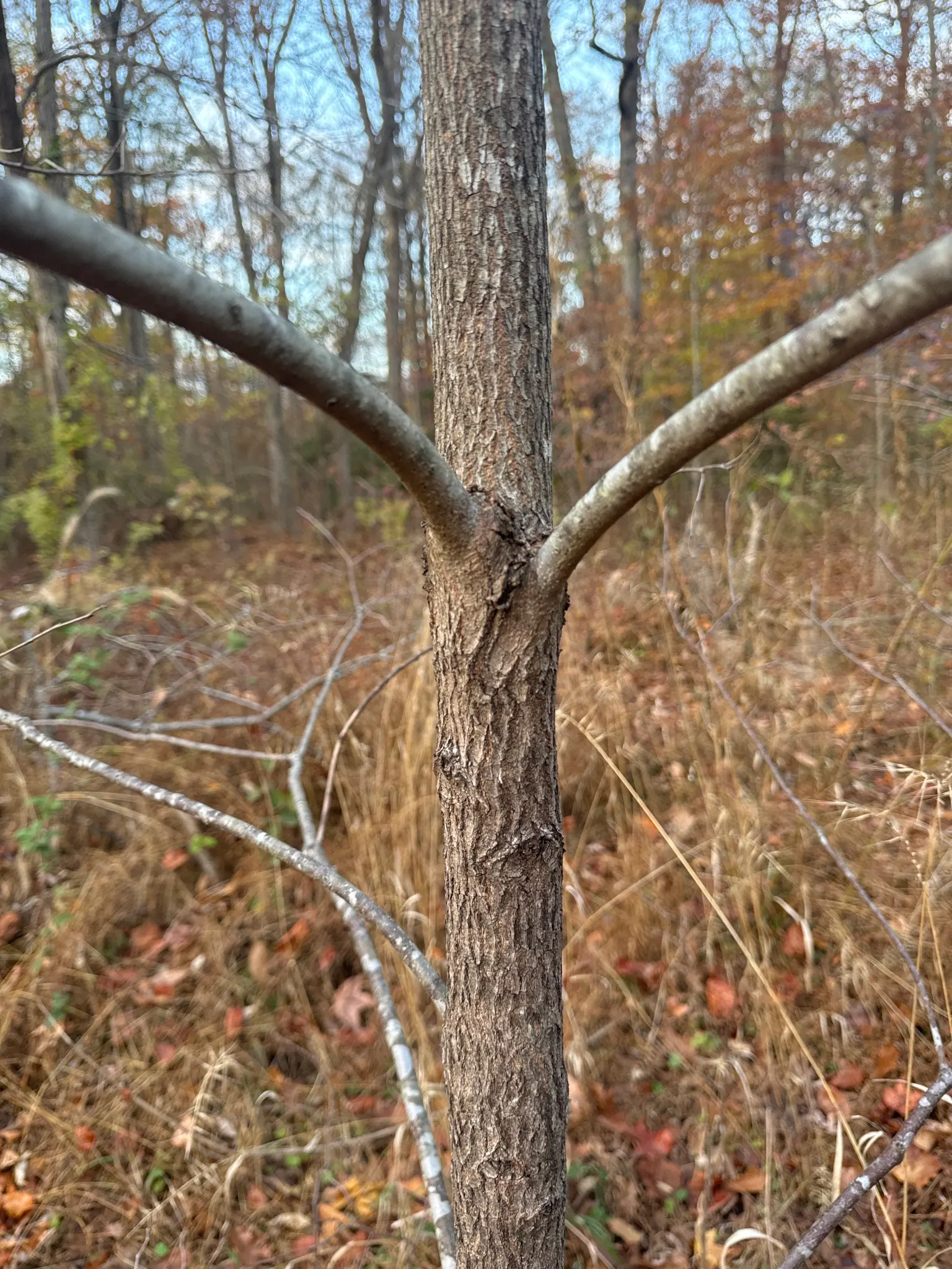American Persimmon, Possumwood (Diospyros Virginiana) — or Possumwood (Diospyros virginiana)