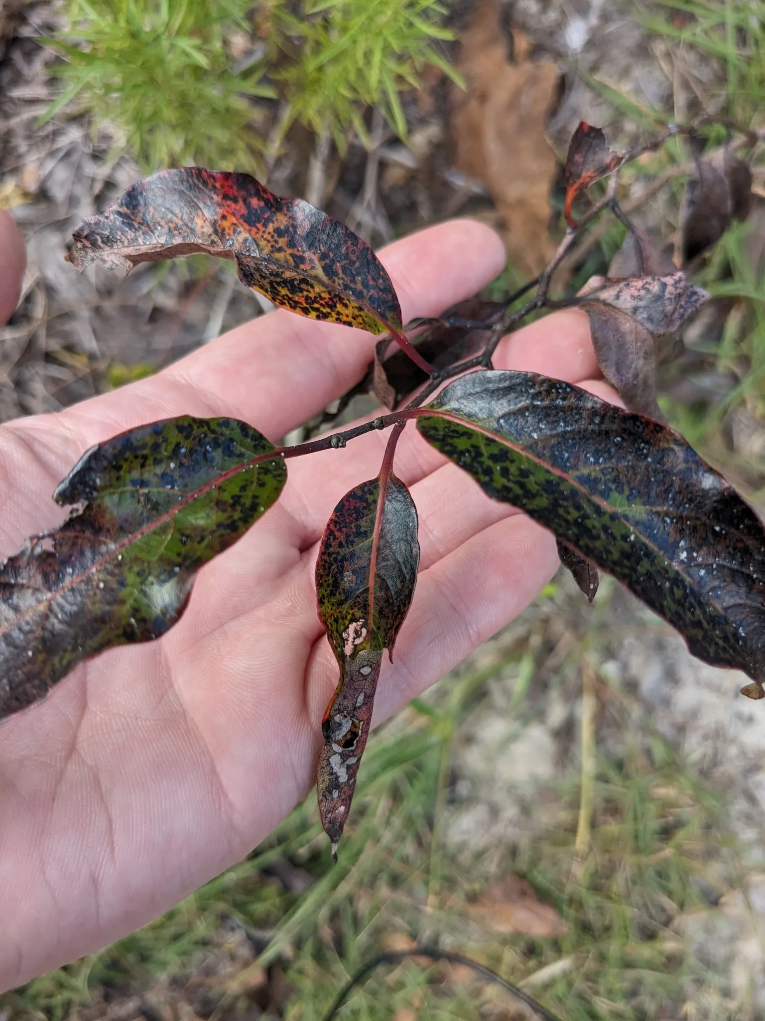 American Persimmon, Possumwood (Diospyros Virginiana) — presents a singular choice for both aesthetic and practical purposes within a landscape, image 71