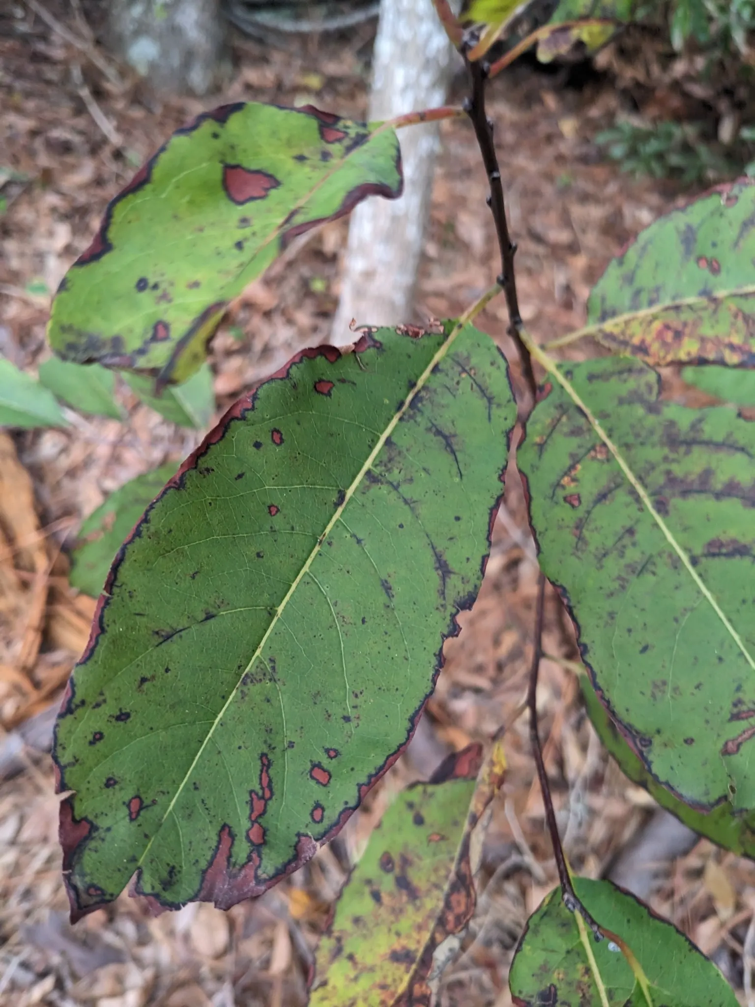 American Persimmon, Possumwood (Diospyros Virginiana) — they are notably astringent; honey-like flavor once fully mature and should only be, image 83