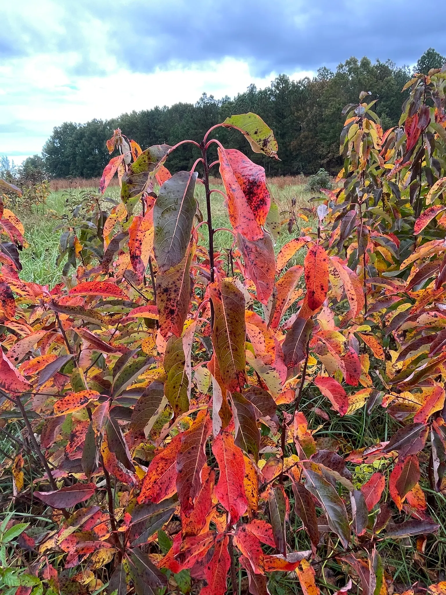 American Persimmon, Possumwood (Diospyros Virginiana) — gray to black bark and its lustrous green leaves which transition to striking shades of yellow