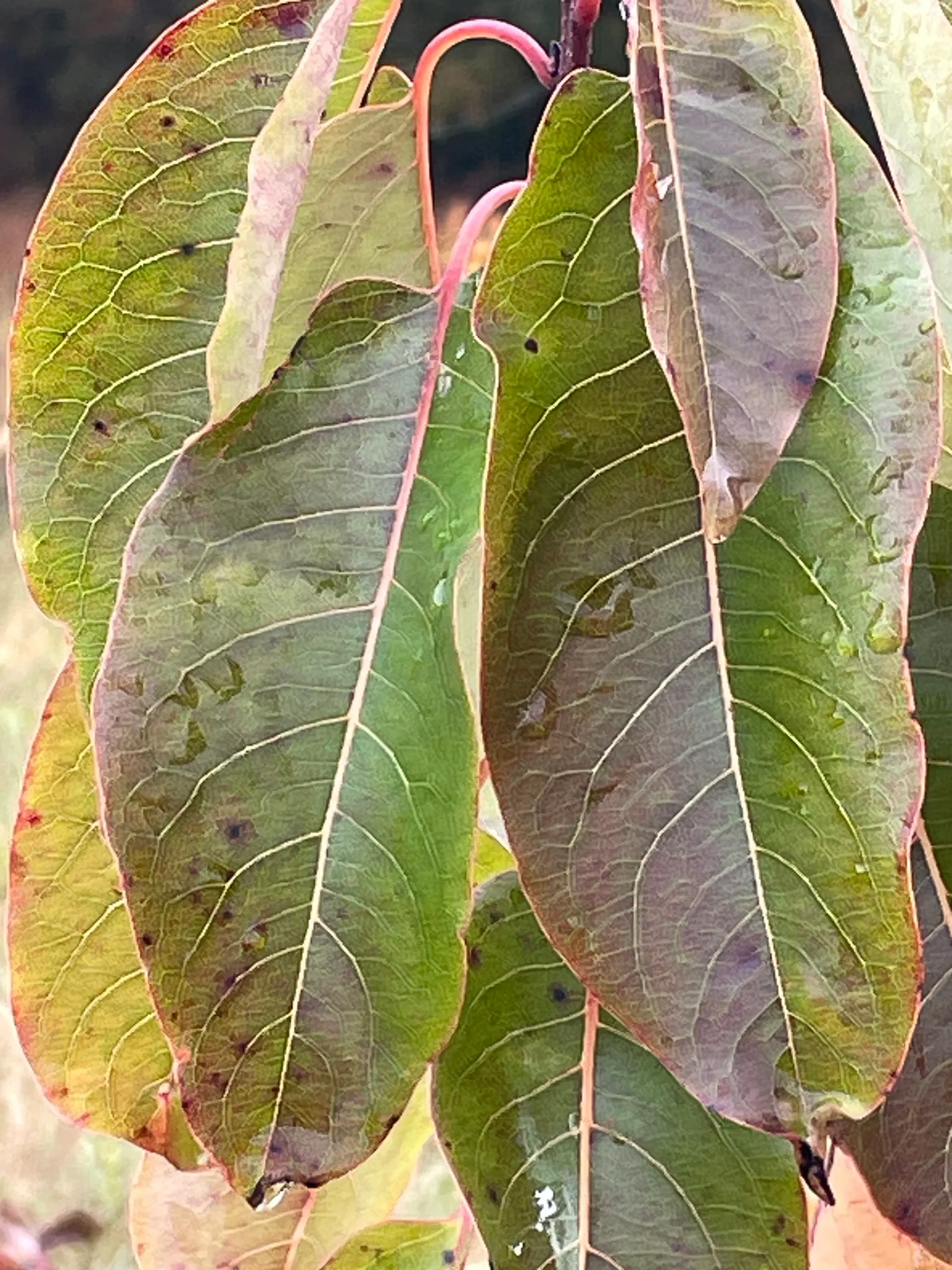 American Persimmon, Possumwood (Diospyros Virginiana) — and purple in autumn.<br><br>Its distinctive fruit, image 47