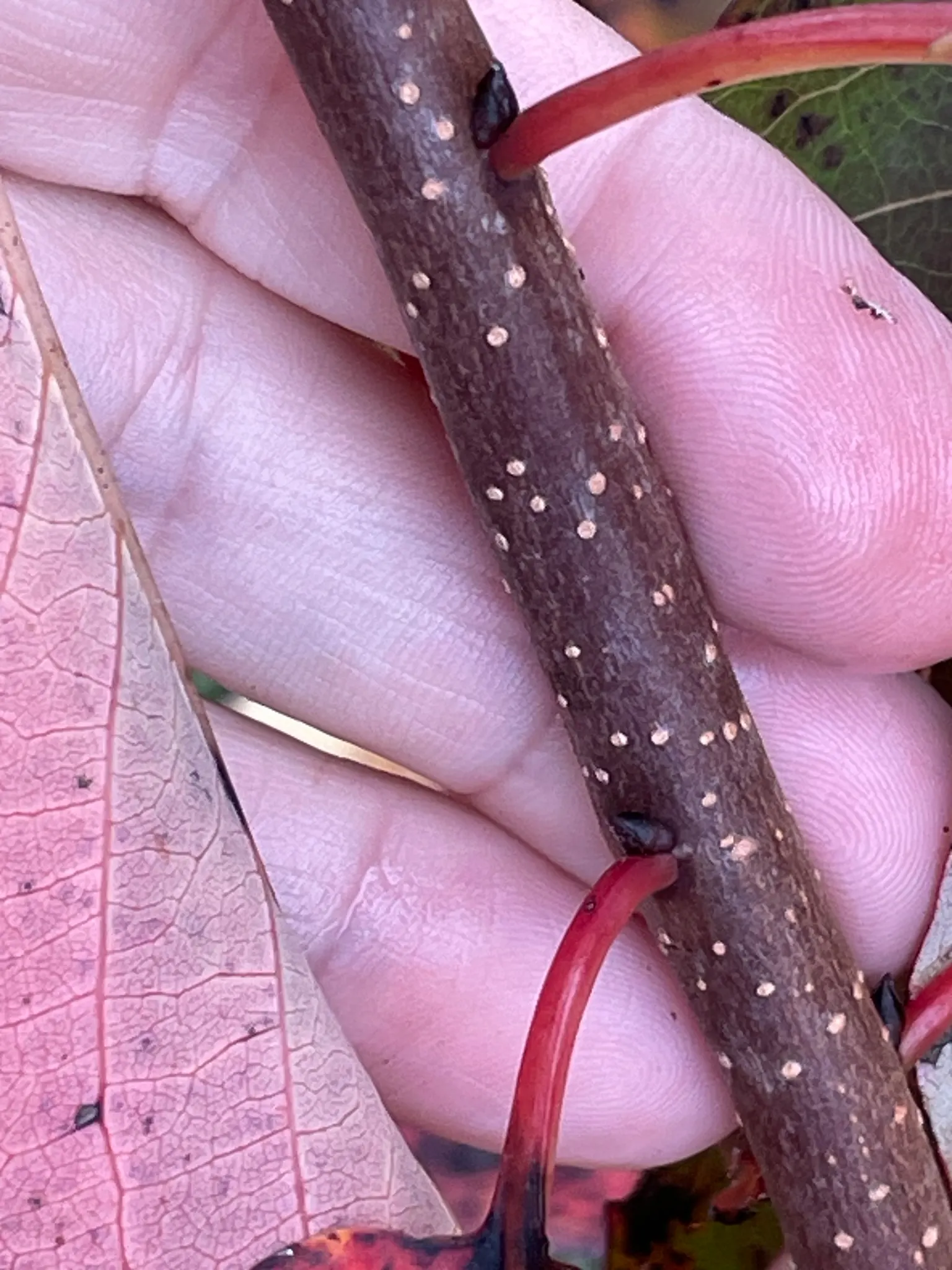 American Persimmon, Possumwood (Diospyros Virginiana) — especially in puddings and jams; mature at 35-60 feet tall, with a 20-35 foot spread, it, image 85