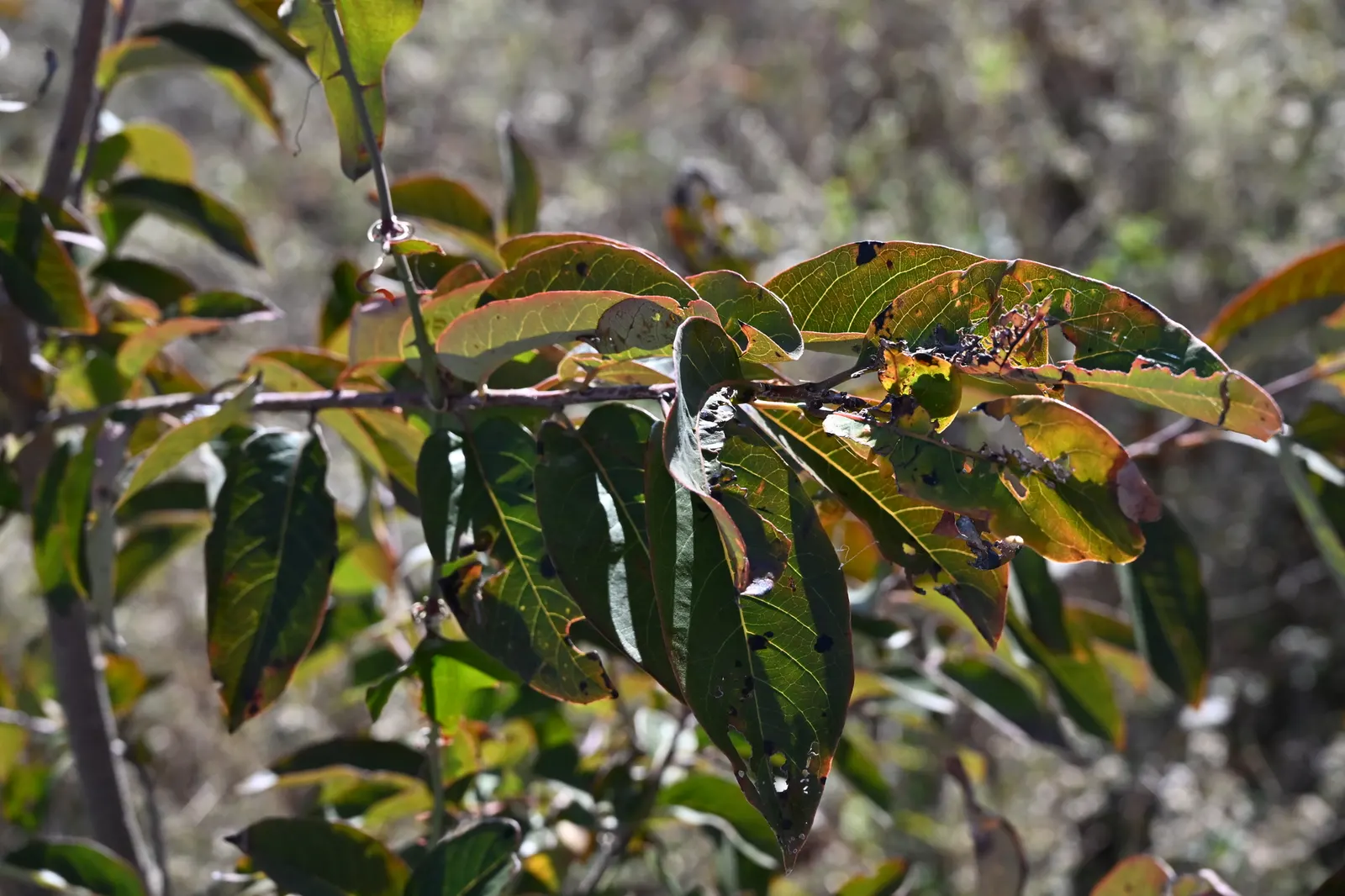 American Persimmon, Possumwood (Diospyros Virginiana) — is a native deciduous tree valued for its adaptability and wildlife benefits; commonly found throughout