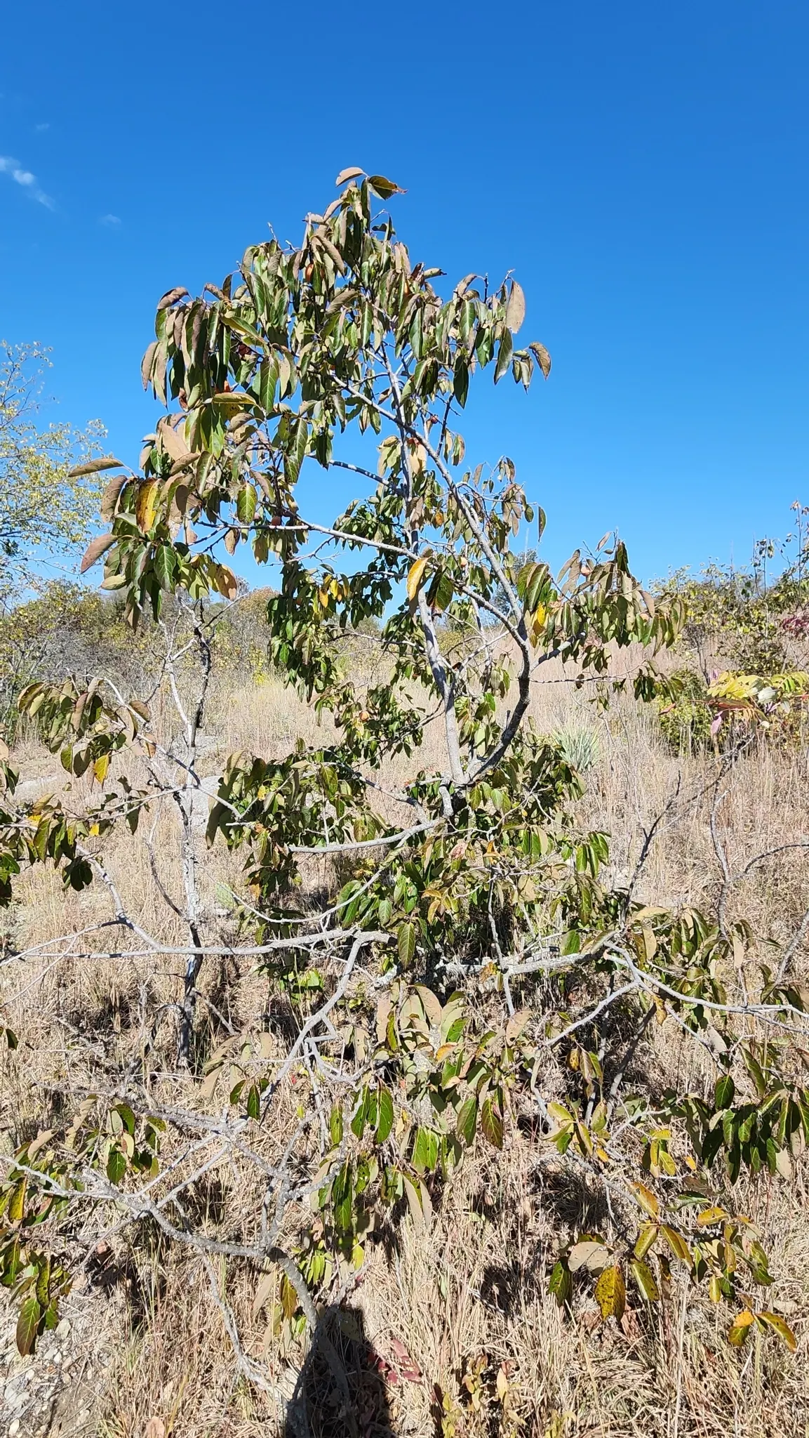 American Persimmon, Possumwood (Diospyros Virginiana) — honey-like flavor once fully mature and should only be consumed post-frost when they, image 113