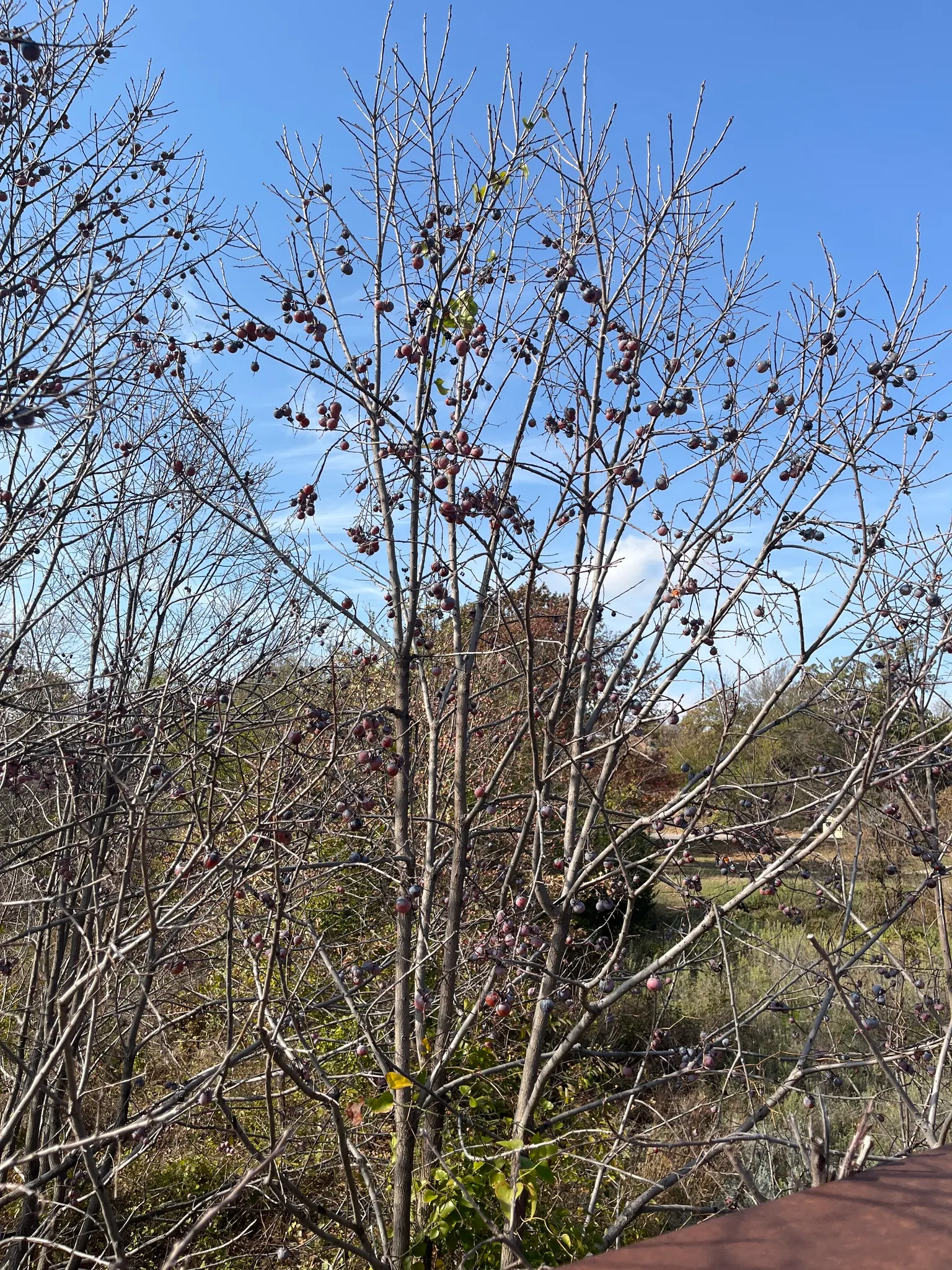 American Persimmon, Possumwood (Diospyros Virginiana) — This deciduous native tree; and yellow-to-orange fruits after female tree's white flowers