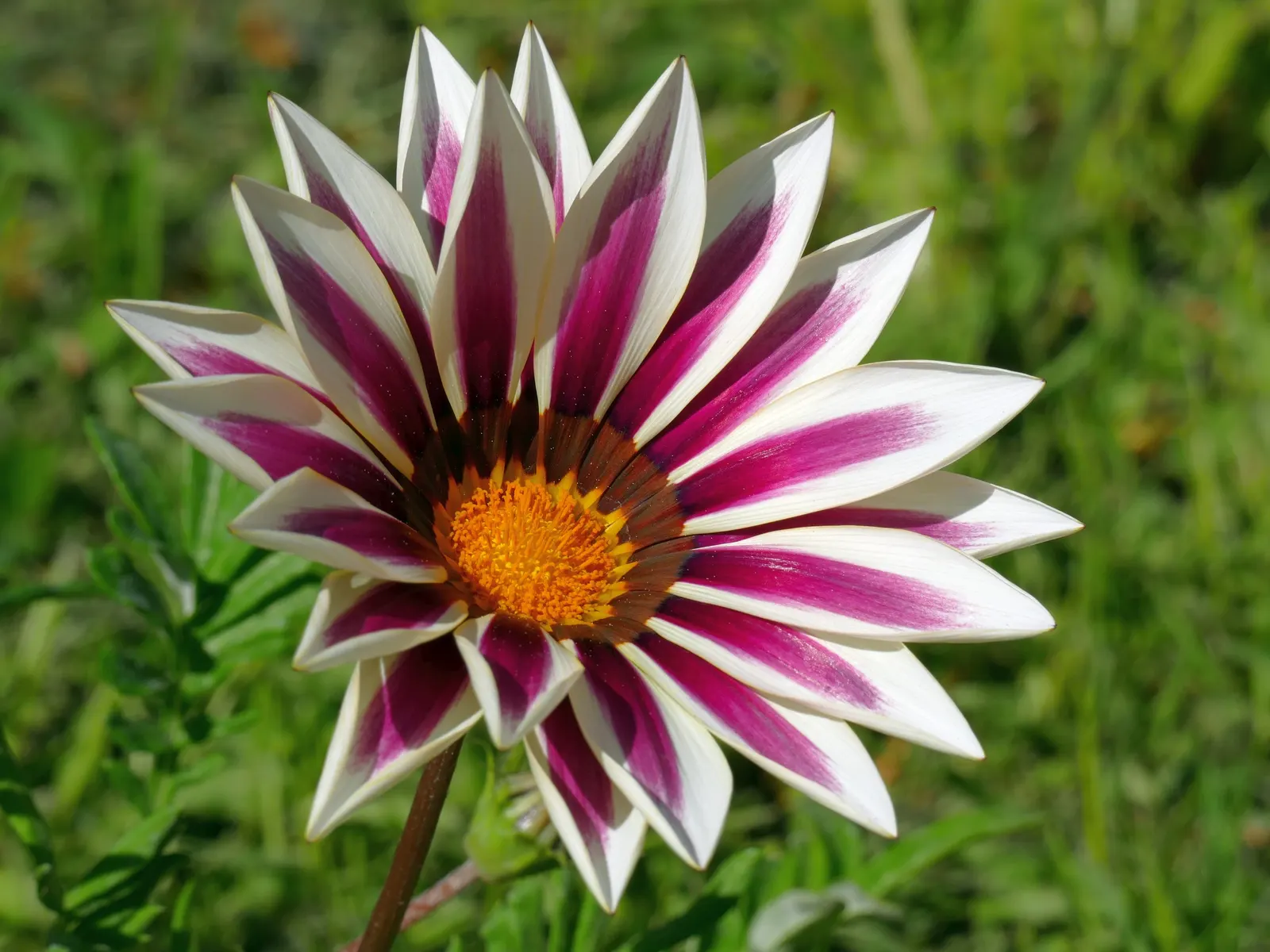 Trailing Gazania (Gazania Rigens) — ground cover / perennial for full or half; its resilience to coastal conditions and pests adds to its, image 96