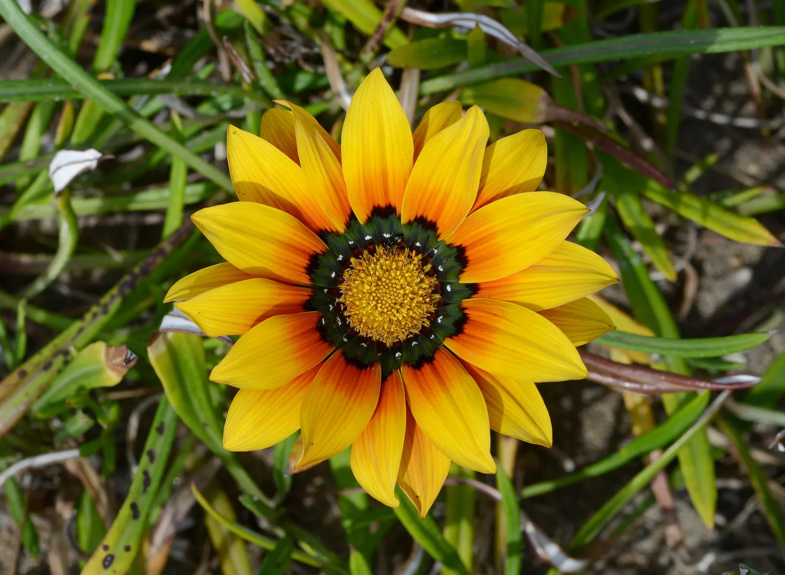 Trailing Gazania (Gazania Rigens) — which exhibit a kaleidoscope of colors; highlight the plant's low maintenance needs, image 58