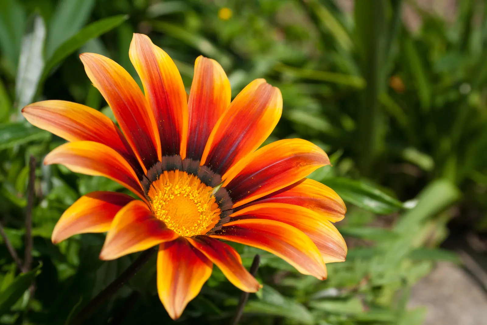 Trailing Gazania (Gazania Rigens) — adding a burst of color with minimal maintenance; offering a lengthy display of color.<br><br>For the landscape, image 78
