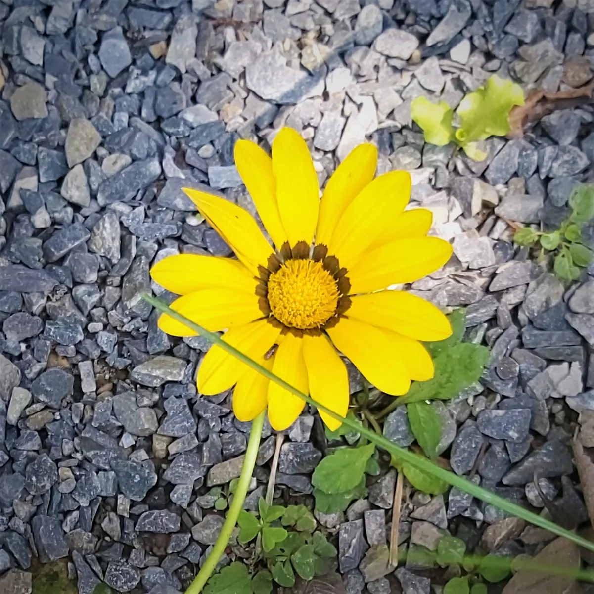 Trailing Gazania (Gazania Rigens) — Its resilience to coastal conditions and pests adds to its suitability for a range of garden settings