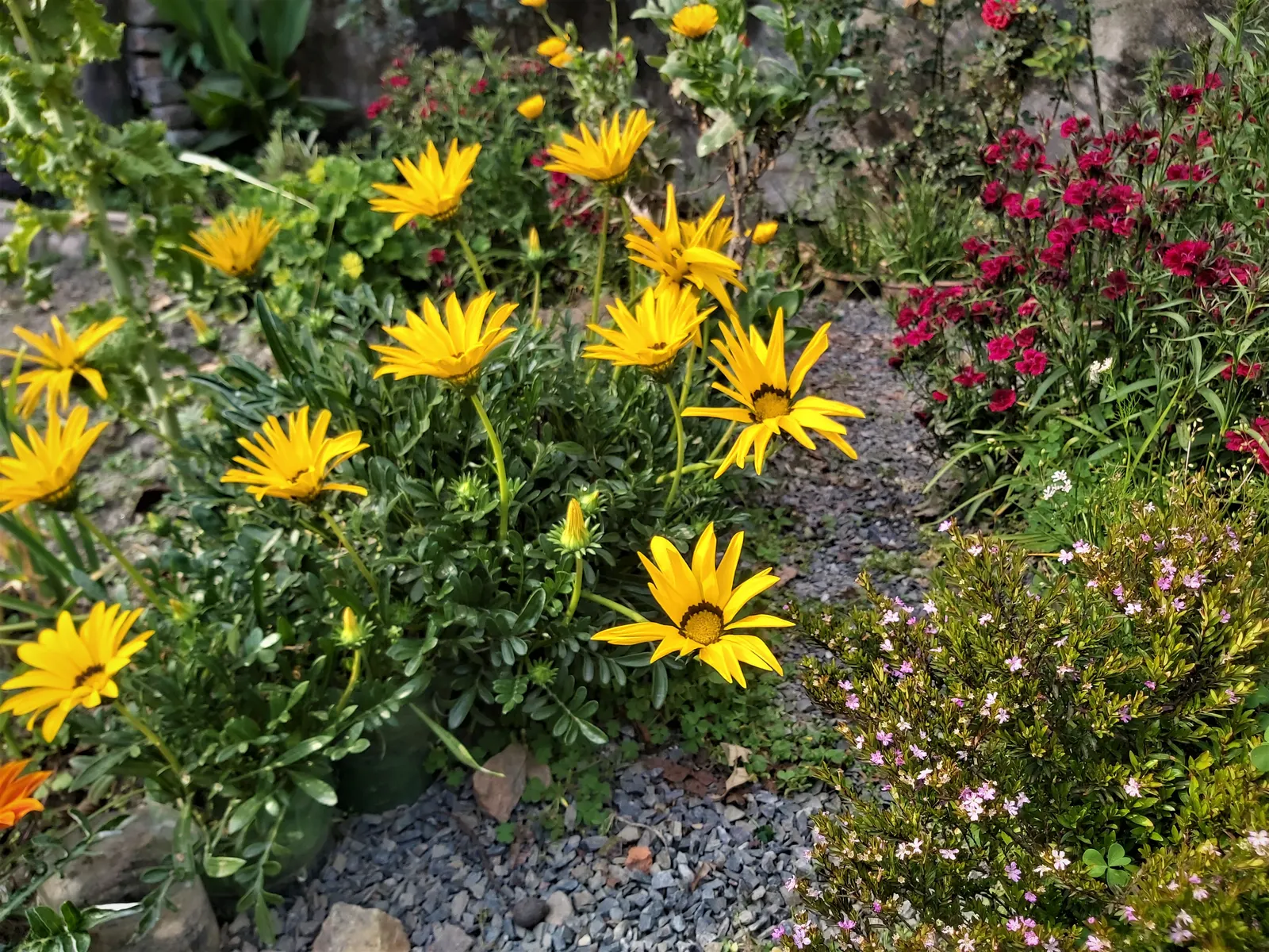 Trailing Gazania (Gazania Rigens) — gold and multi-colored and orange and pink and purple and red and violet and white and yellow flowers in the garden