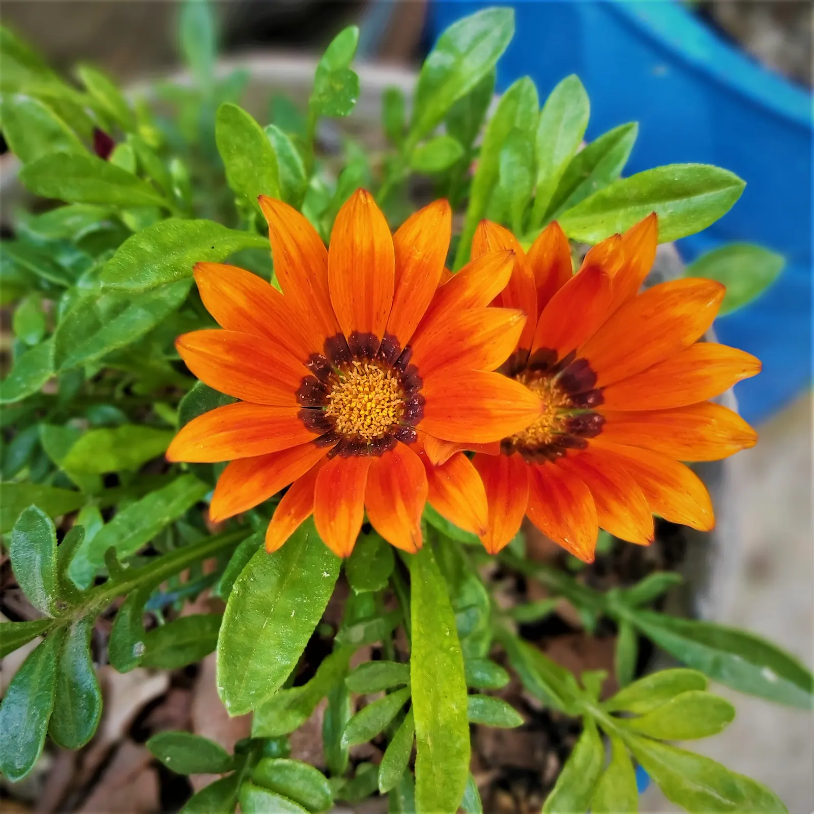 Trailing Gazania (Gazania Rigens) — up to 4 inches in diameter; trailing Gazania (Gazania rigens) is a vibrant perennial groundcover, flourishing, image 52