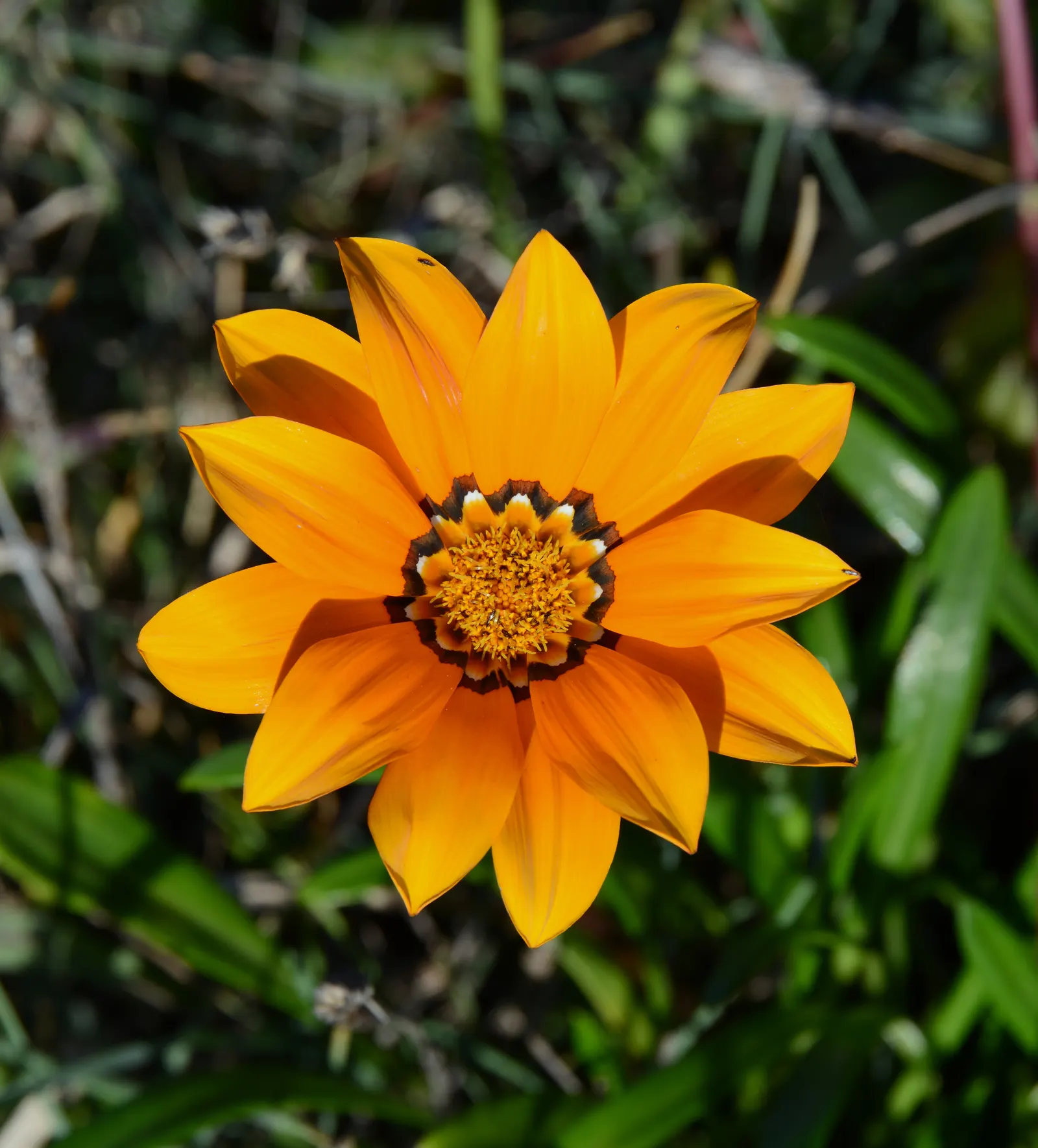 Trailing Gazania (Gazania Rigens) — which include minimal watering once established and occasional deadheading to promote further blooming; or employed in mass