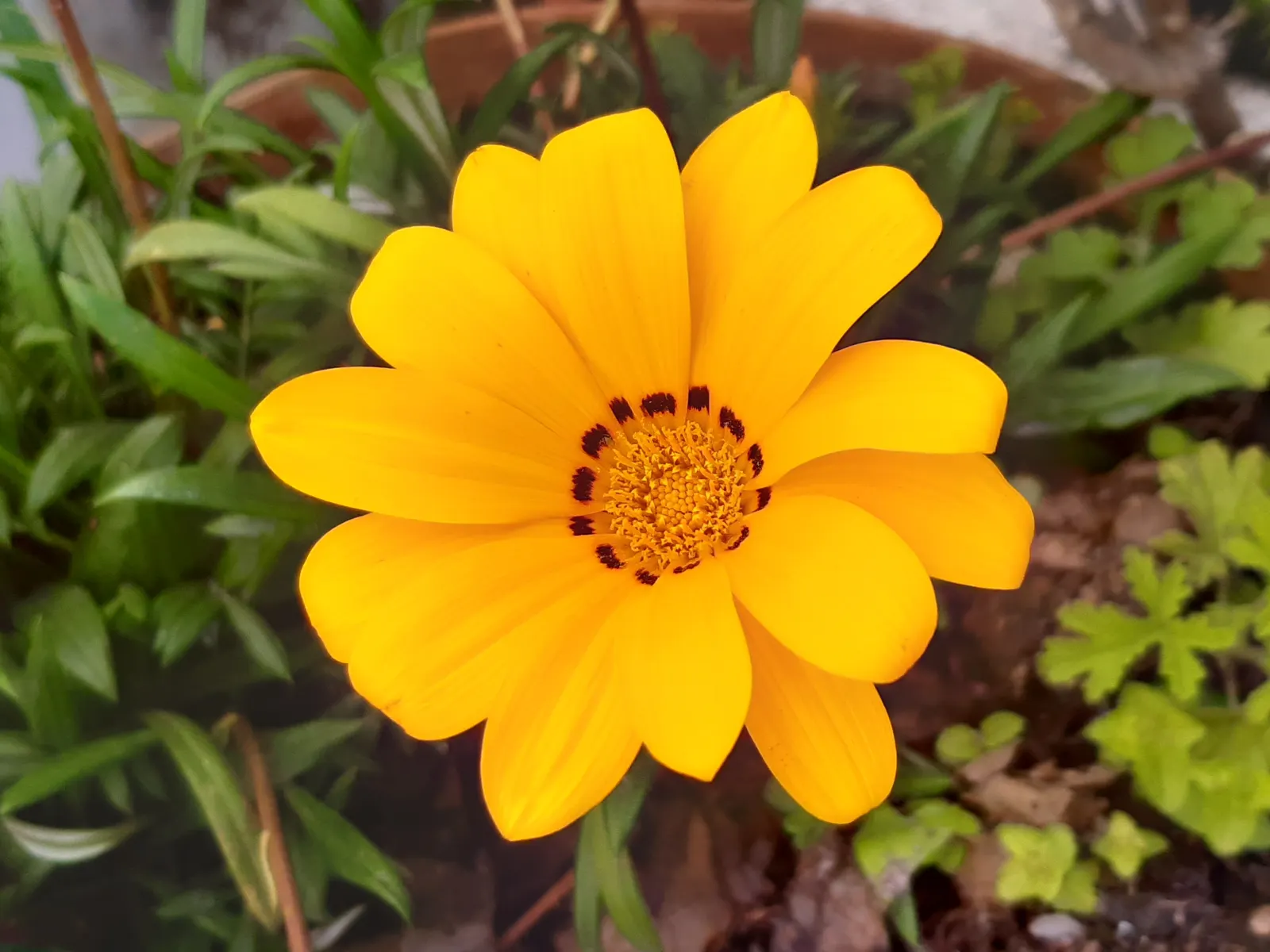 Trailing Gazania (Gazania Rigens) — offering a lengthy display of color.<br><br>For the landscape designer; adding a burst of color with minimal maintenance