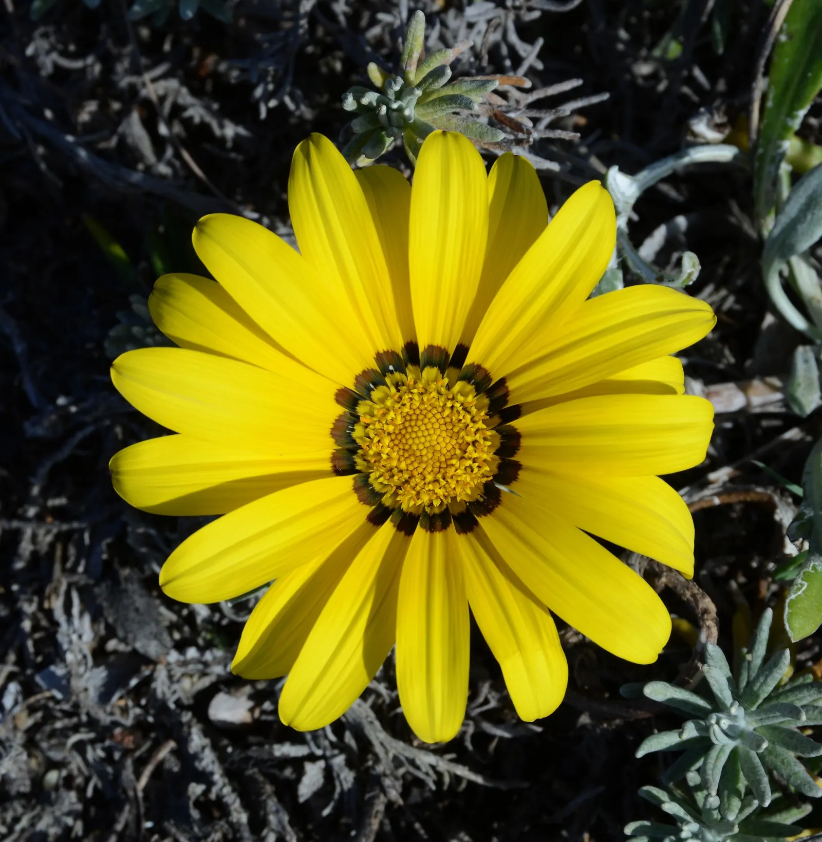 Trailing Gazania (Gazania Rigens) — it's crucial to note that Gazania rigens is suitable for rock gardens; these blossoms open wide under the, image 88