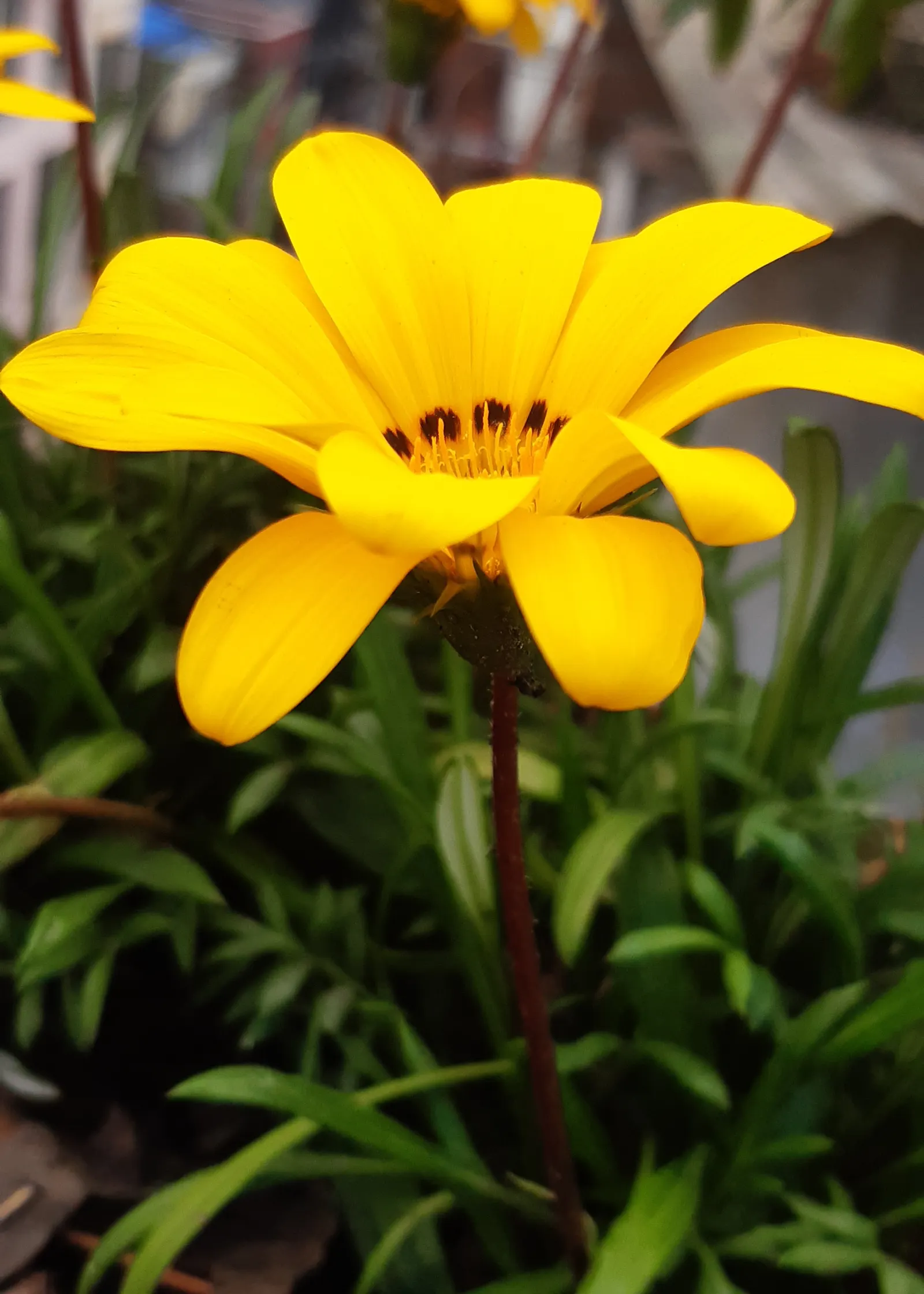 Trailing Gazania (Gazania Rigens) — highlight the plant's low maintenance needs; which exhibit a kaleidoscope of colors