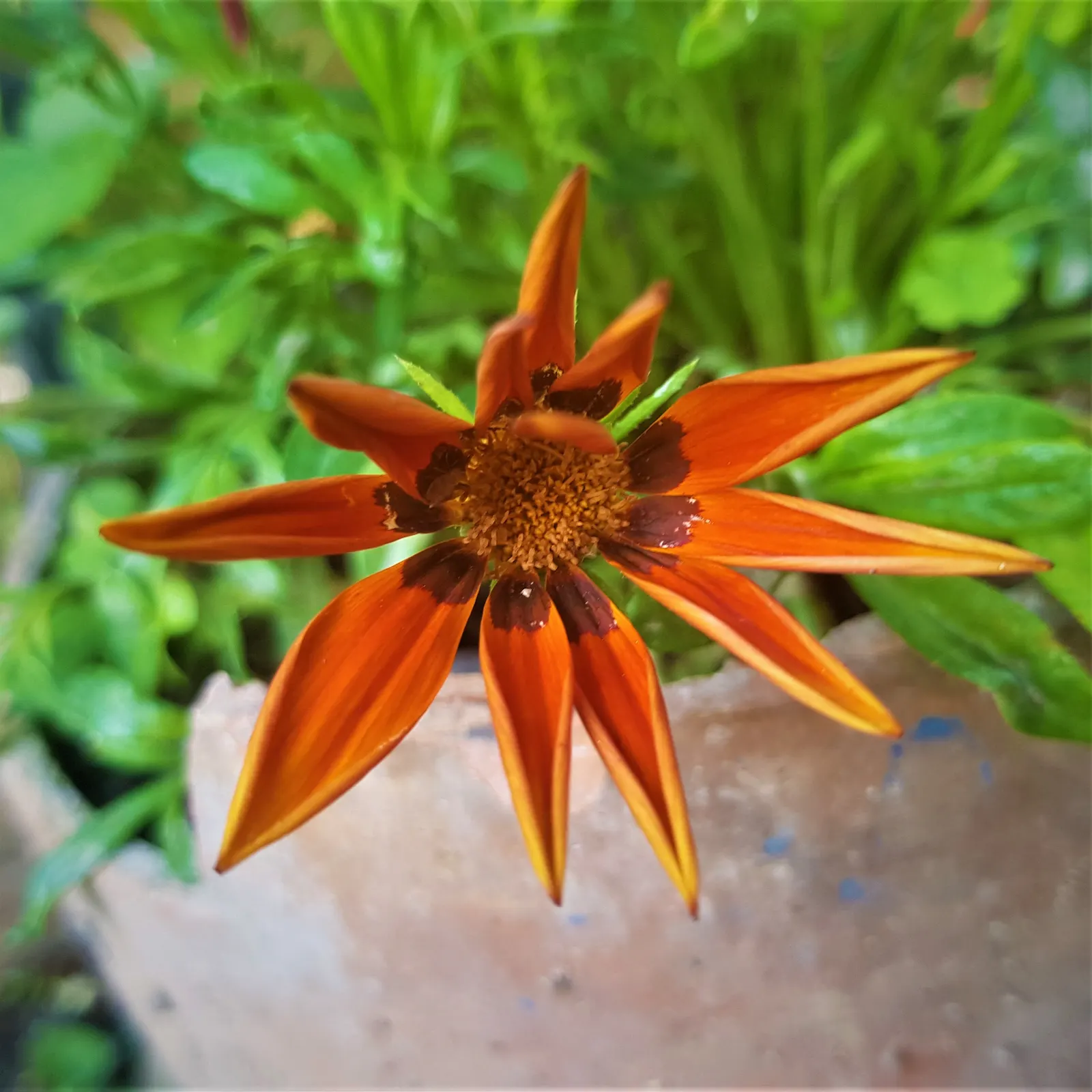 Trailing Gazania (Gazania Rigens) — although it prefers well-draining conditions; often with a contrasting eye at the center, image 81