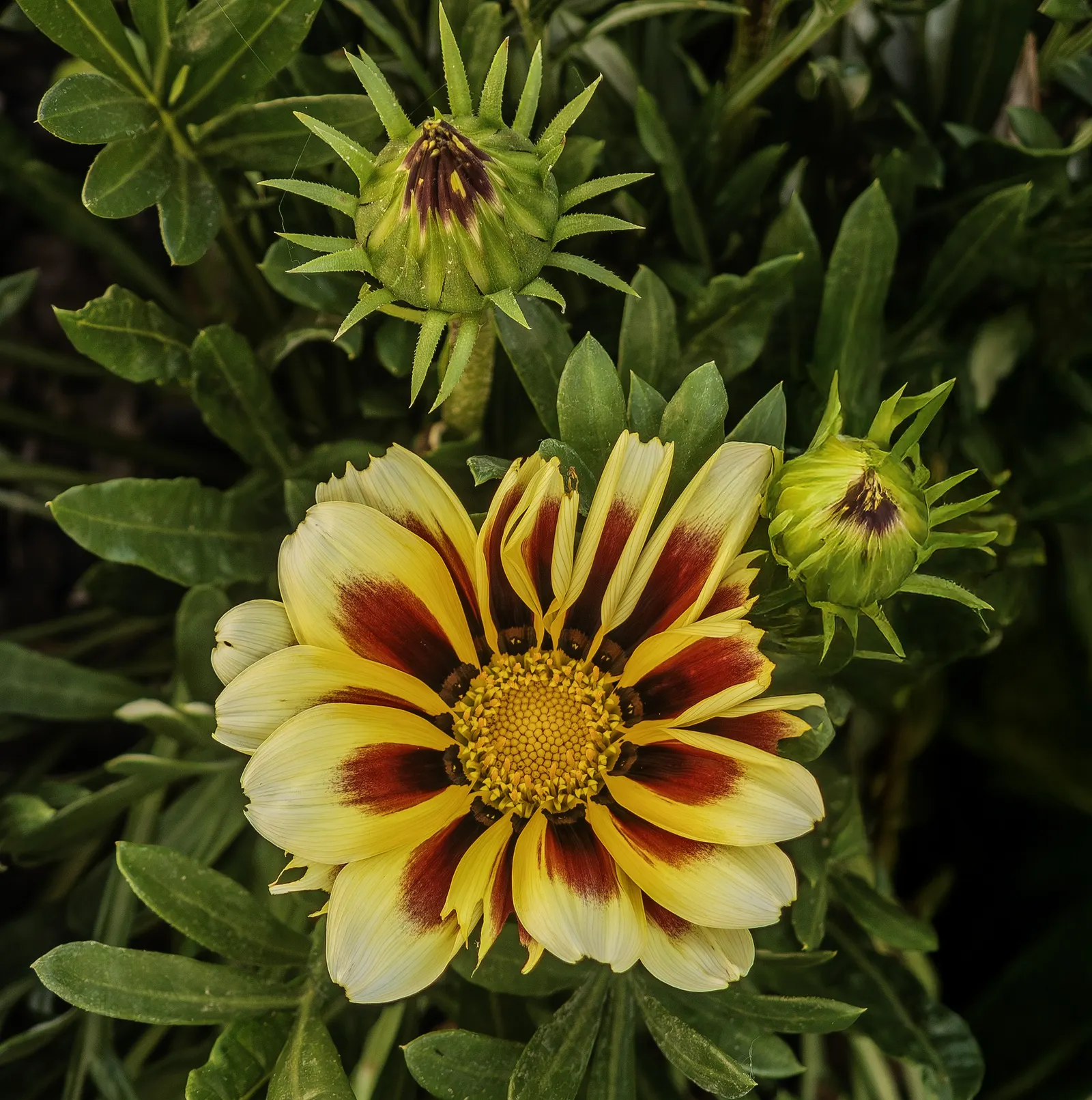 Trailing Gazania (Gazania Rigens) — scientifically named Gazania rigens