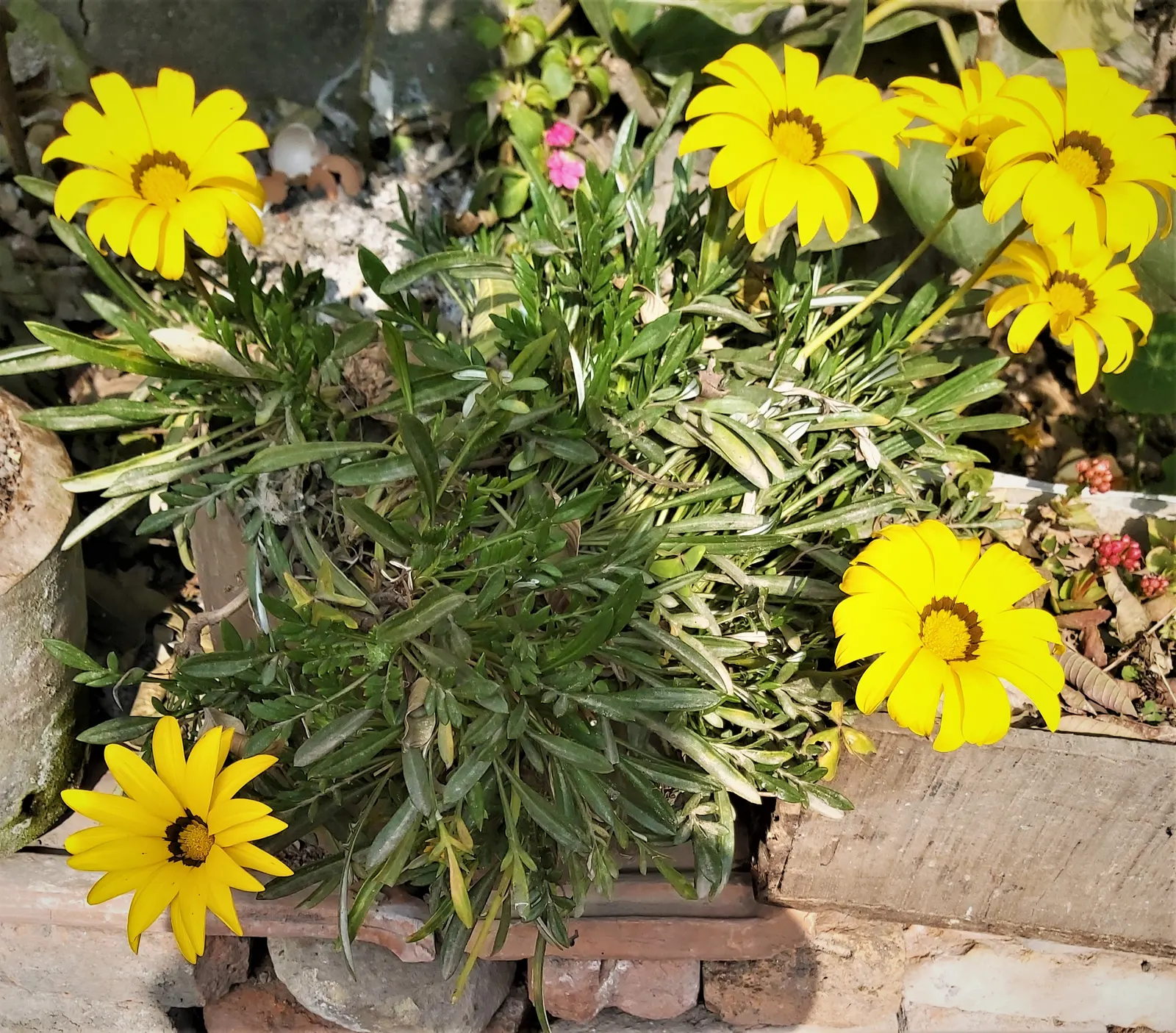 Trailing Gazania (Gazania Rigens) — offering a lengthy display of color.<br><br>For the landscape designer