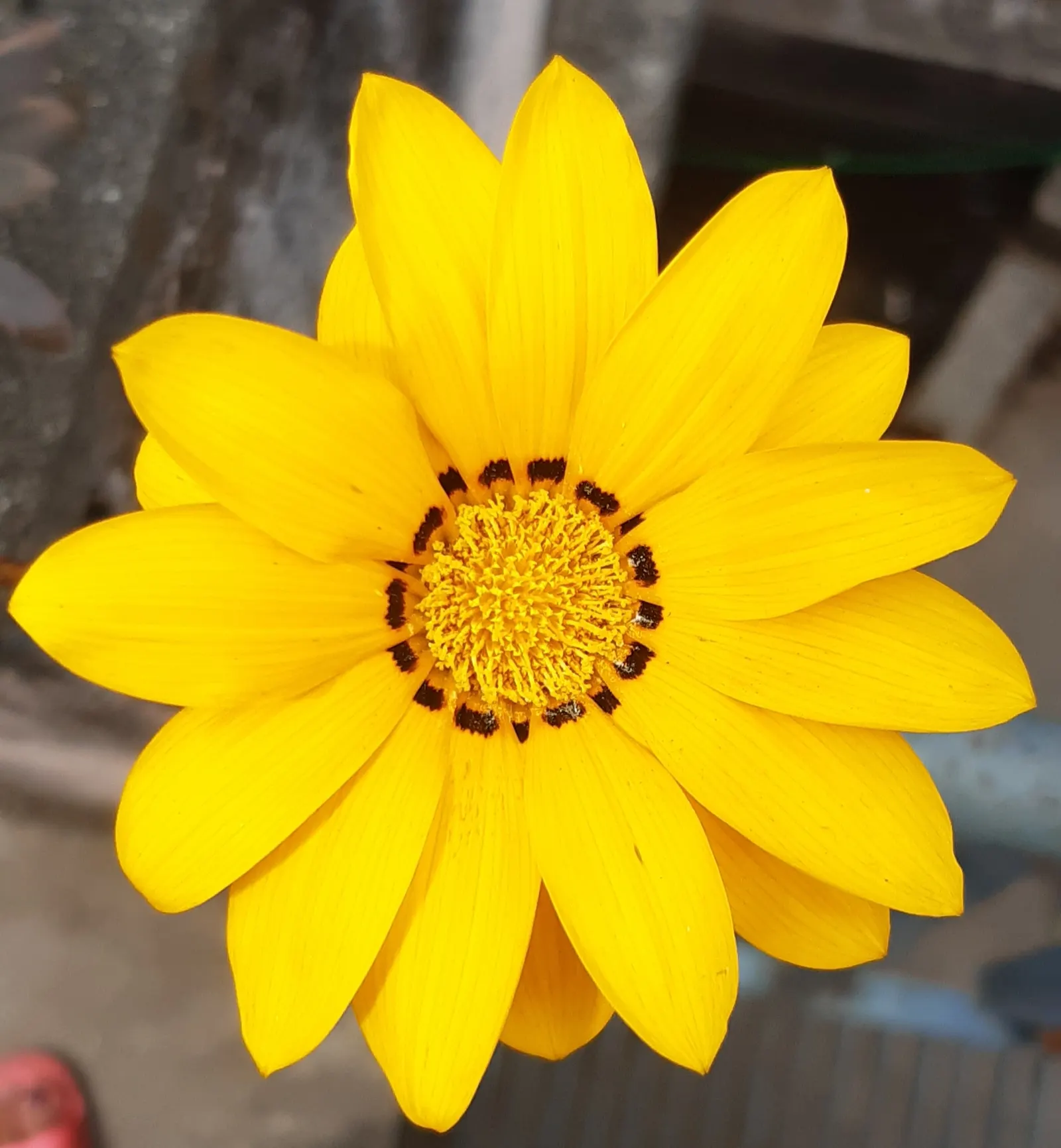 Trailing Gazania (Gazania Rigens) — up to 4 inches in diameter