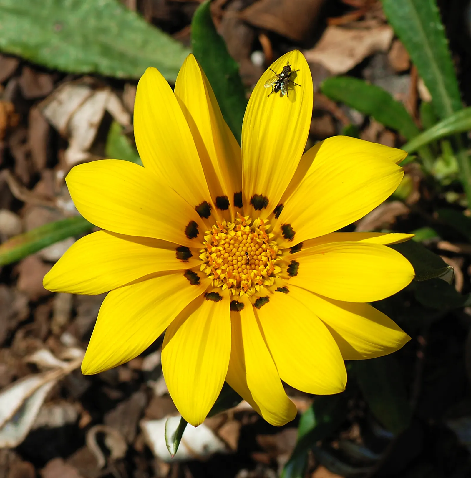 Trailing Gazania (Gazania Rigens) — Trailing Gazania (Gazania rigens) is a vibrant perennial groundcover, flourishing in zones 9-11