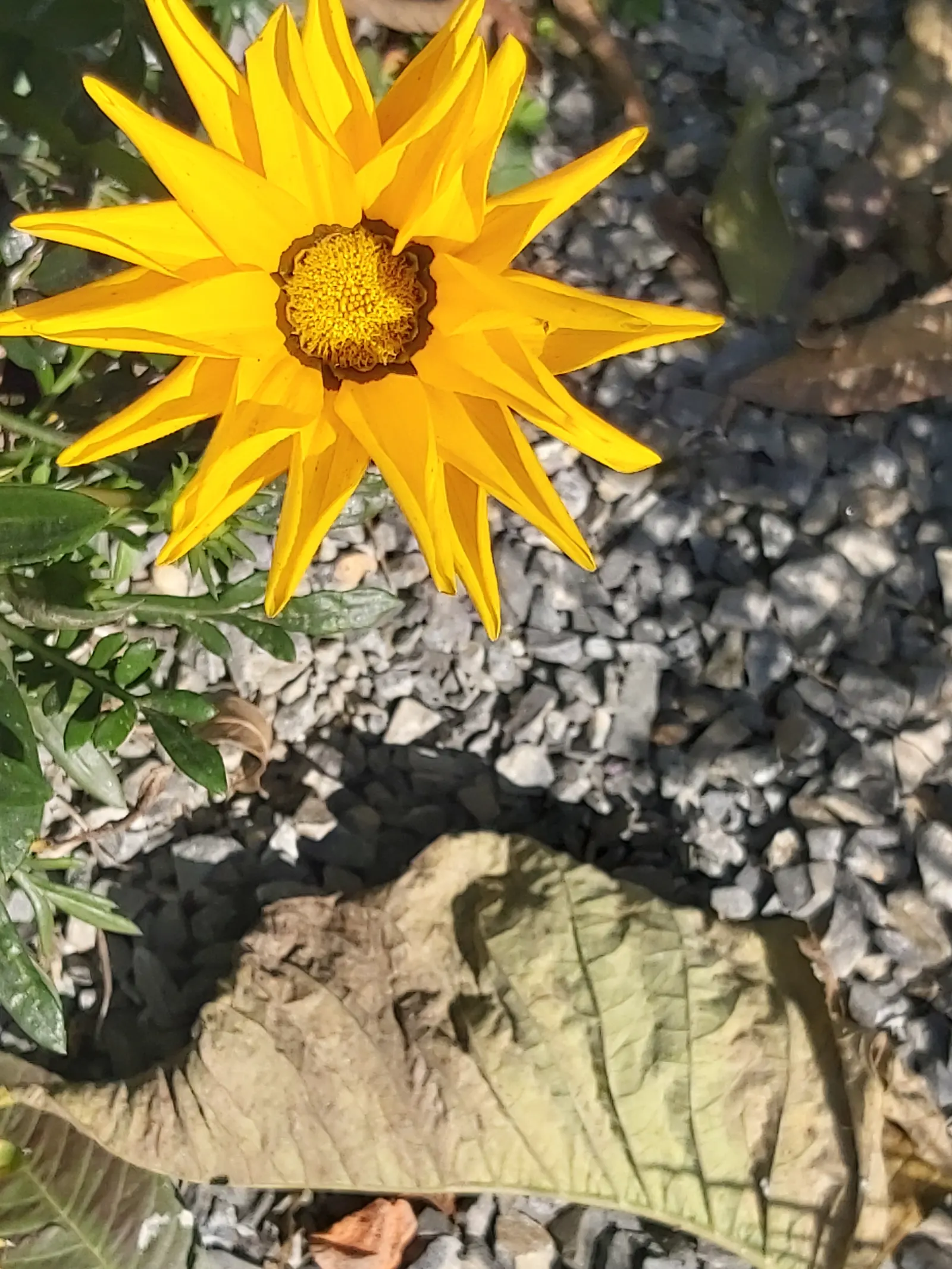 Trailing Gazania (Gazania Rigens) — or employed in mass plantings to provide a carpet of color