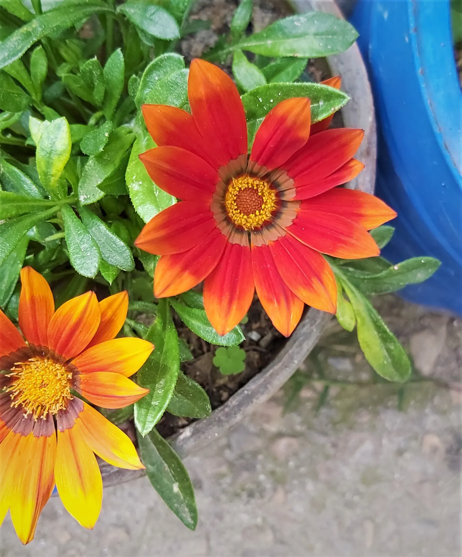 Trailing Gazania (Gazania Rigens) — is a vibrant and robust ground cover that thrives in full sun exposure; preference for well-draining soil makes, image 80