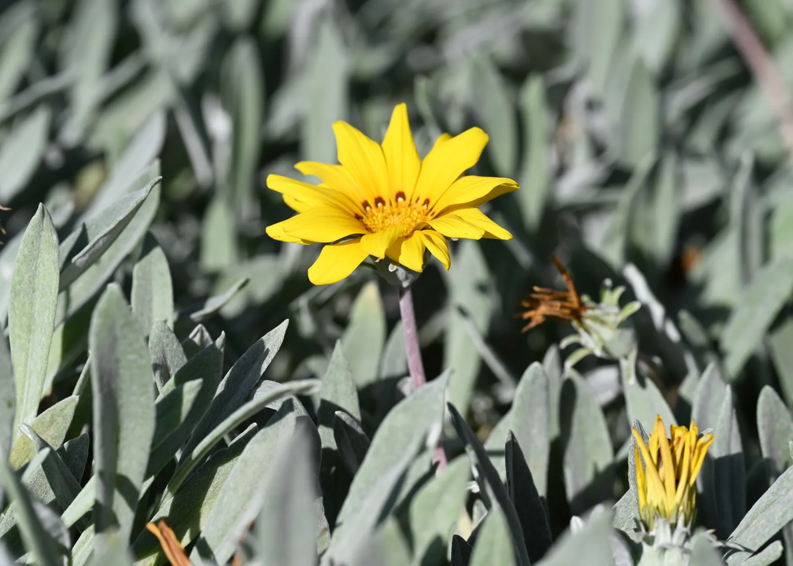Trailing Gazania (Gazania Rigens) — blooming profusely with daisy-like flowers in warm hues; its vigorous trailing habit also makes it an excellent, image 51