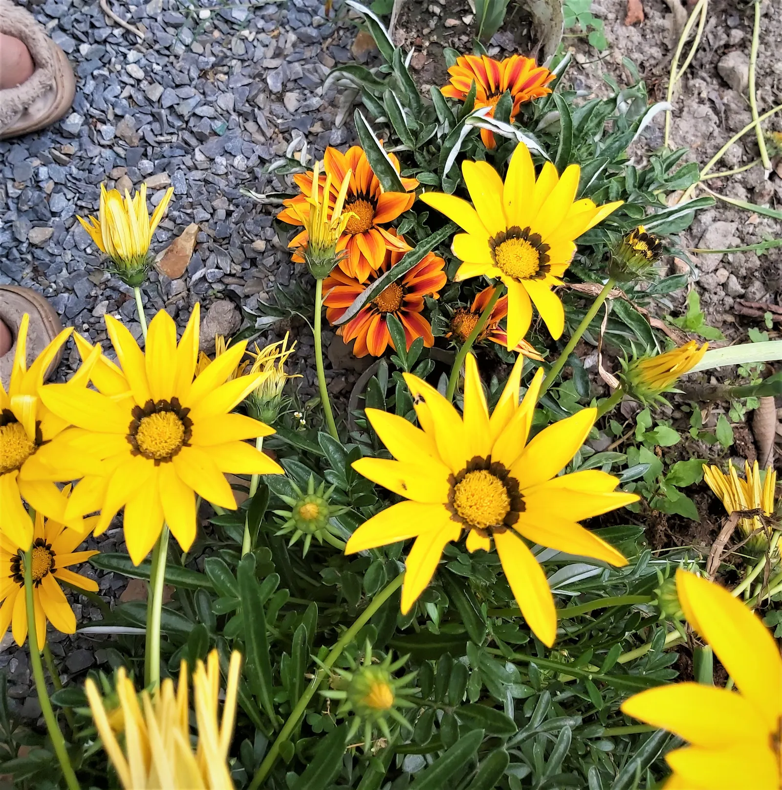 Trailing Gazania (Gazania Rigens) — blooming profusely with daisy-like flowers in warm hues
