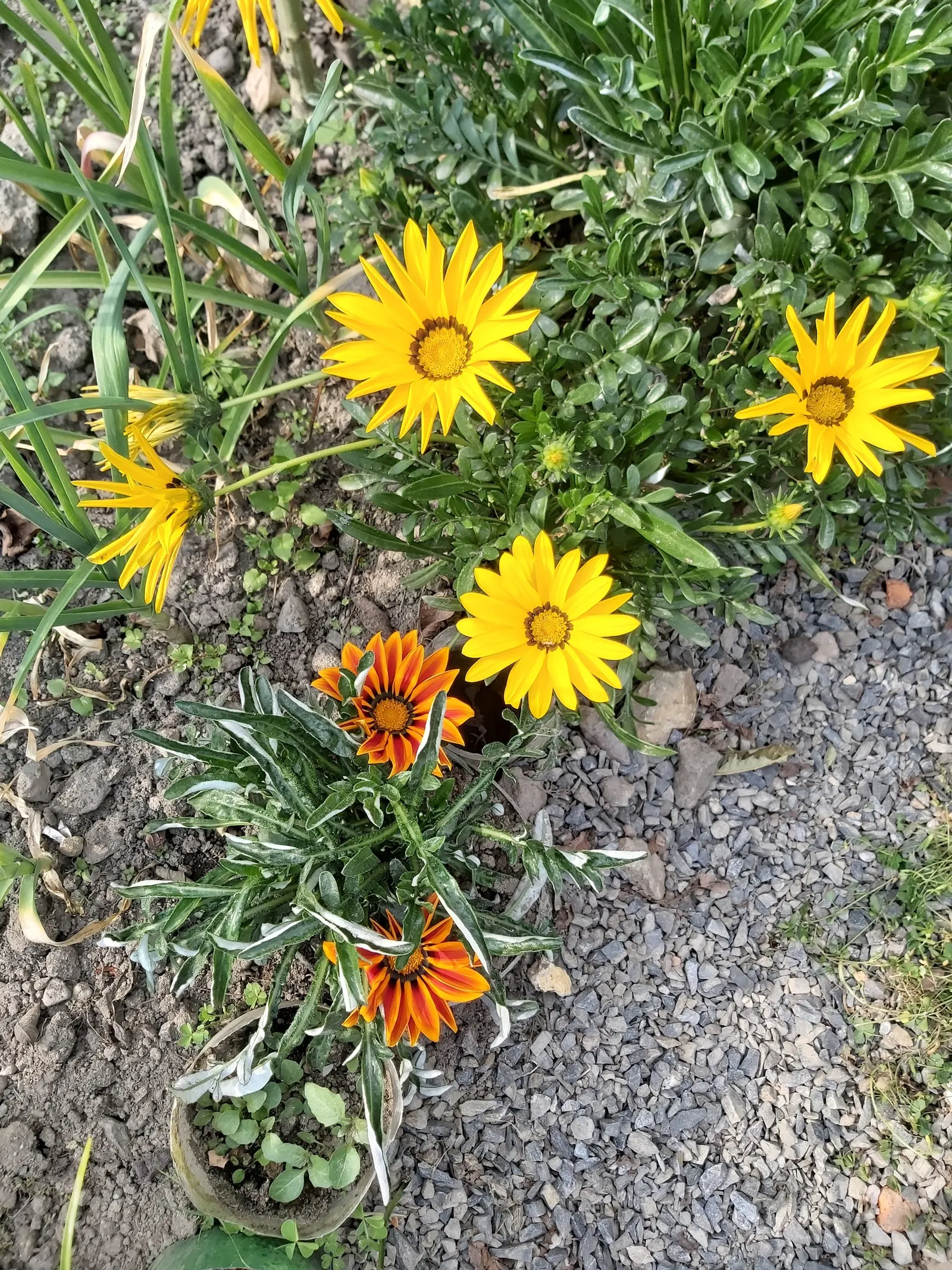 Trailing Gazania (Gazania Rigens) — Its vigorous trailing habit also makes it an excellent choice for cascading over walls or containers