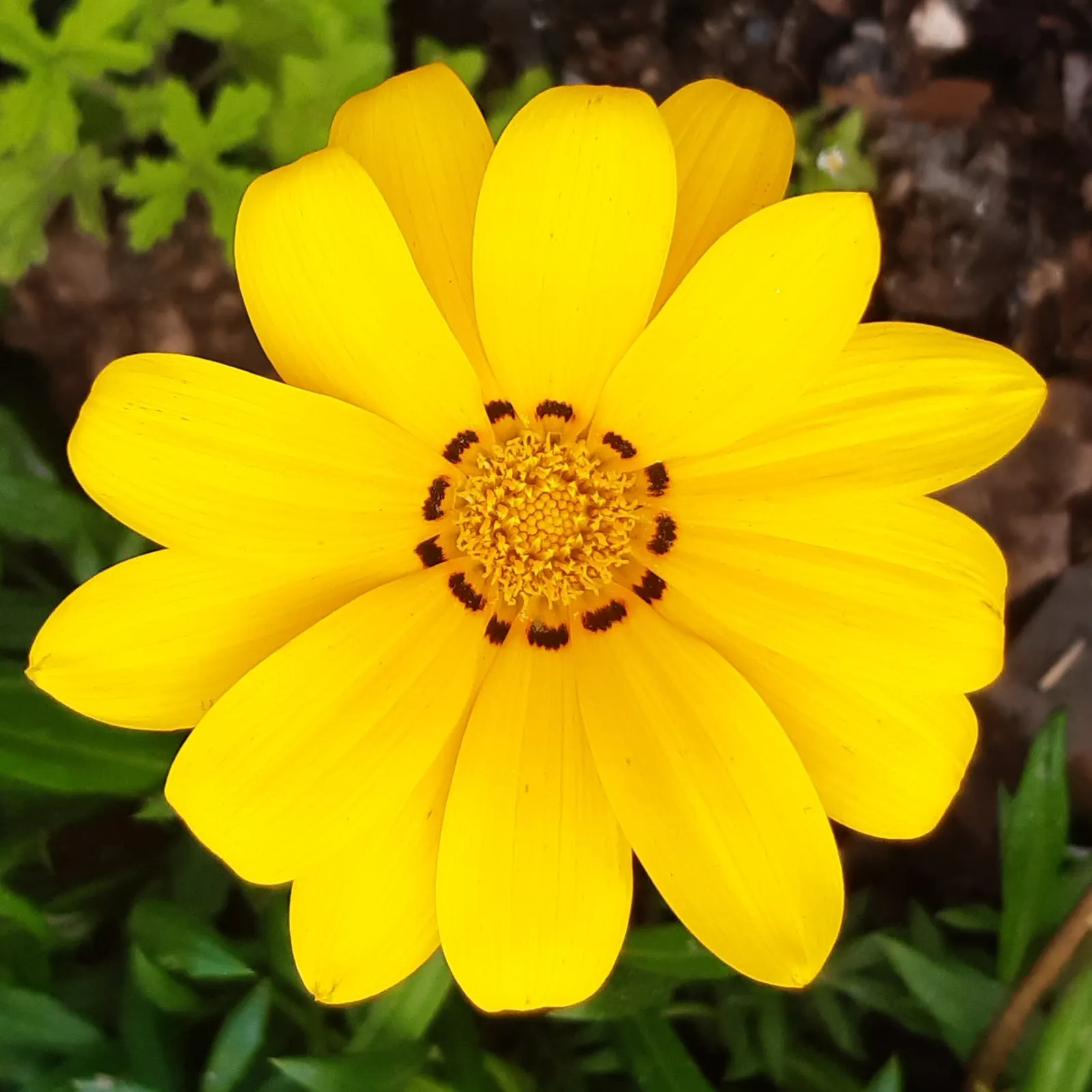 Trailing Gazania (Gazania Rigens) — Its trailing stems can spread 1-2 feet, embellished with silver-green foliage
