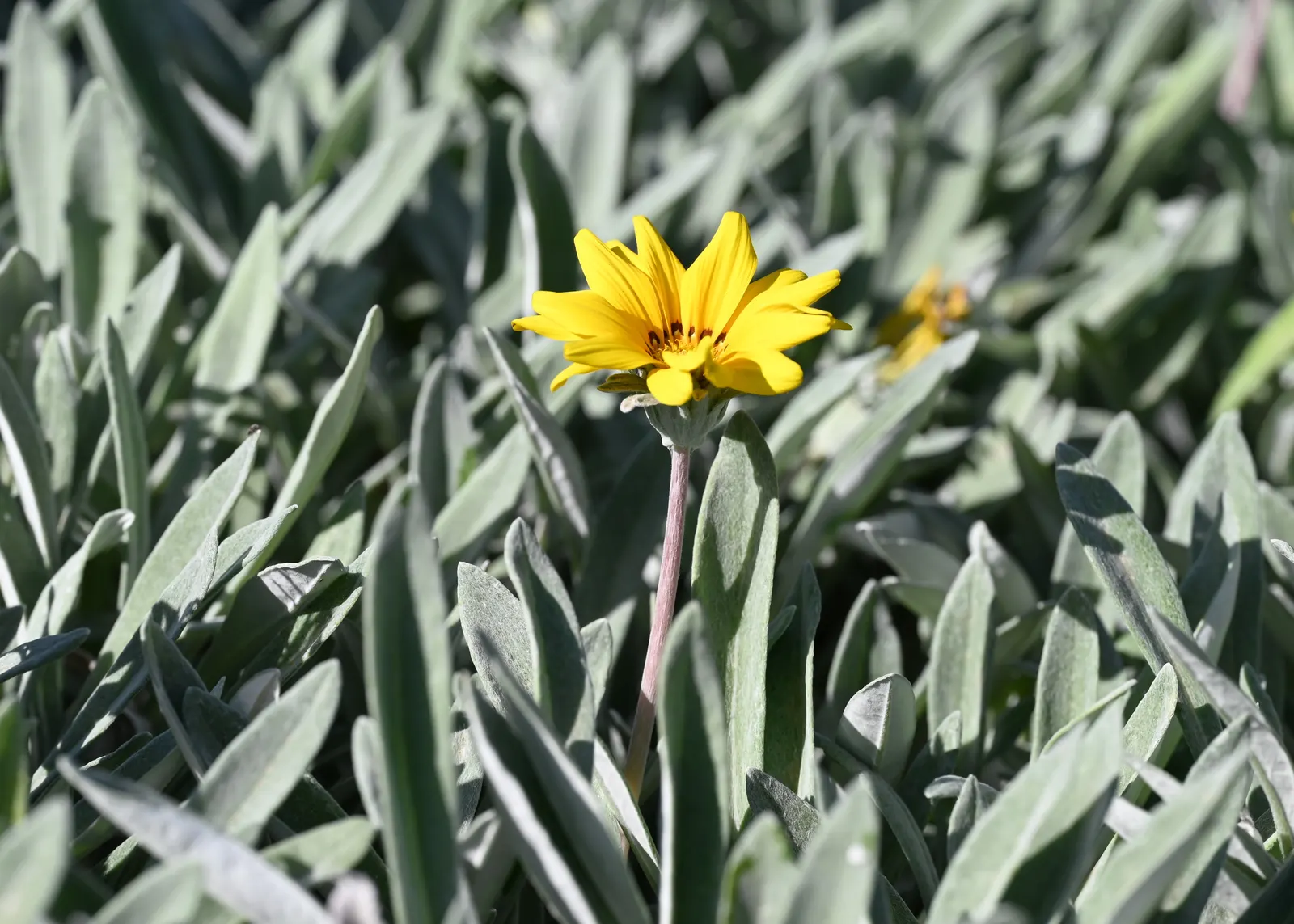 Trailing Gazania (Gazania Rigens) — gold and multi-colored and orange and pink and purple and red and violet and white and yellow flowers in the, image 46