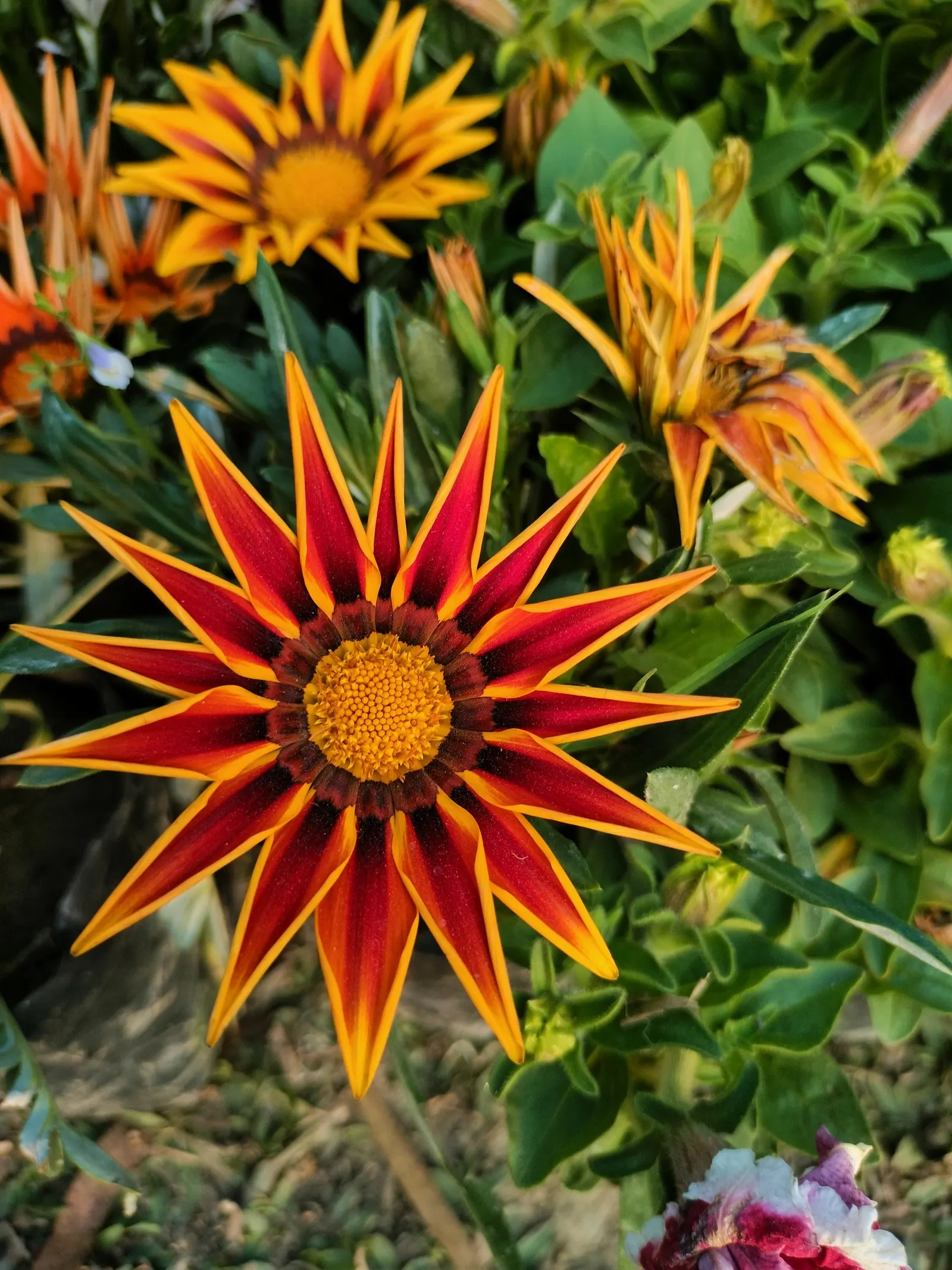 Trailing Gazania (Gazania Rigens) — Trailing Gazania (Gazania rigens) is a vibrant perennial groundcover, flourishing in zones 9-11; up to 4 inches in diameter