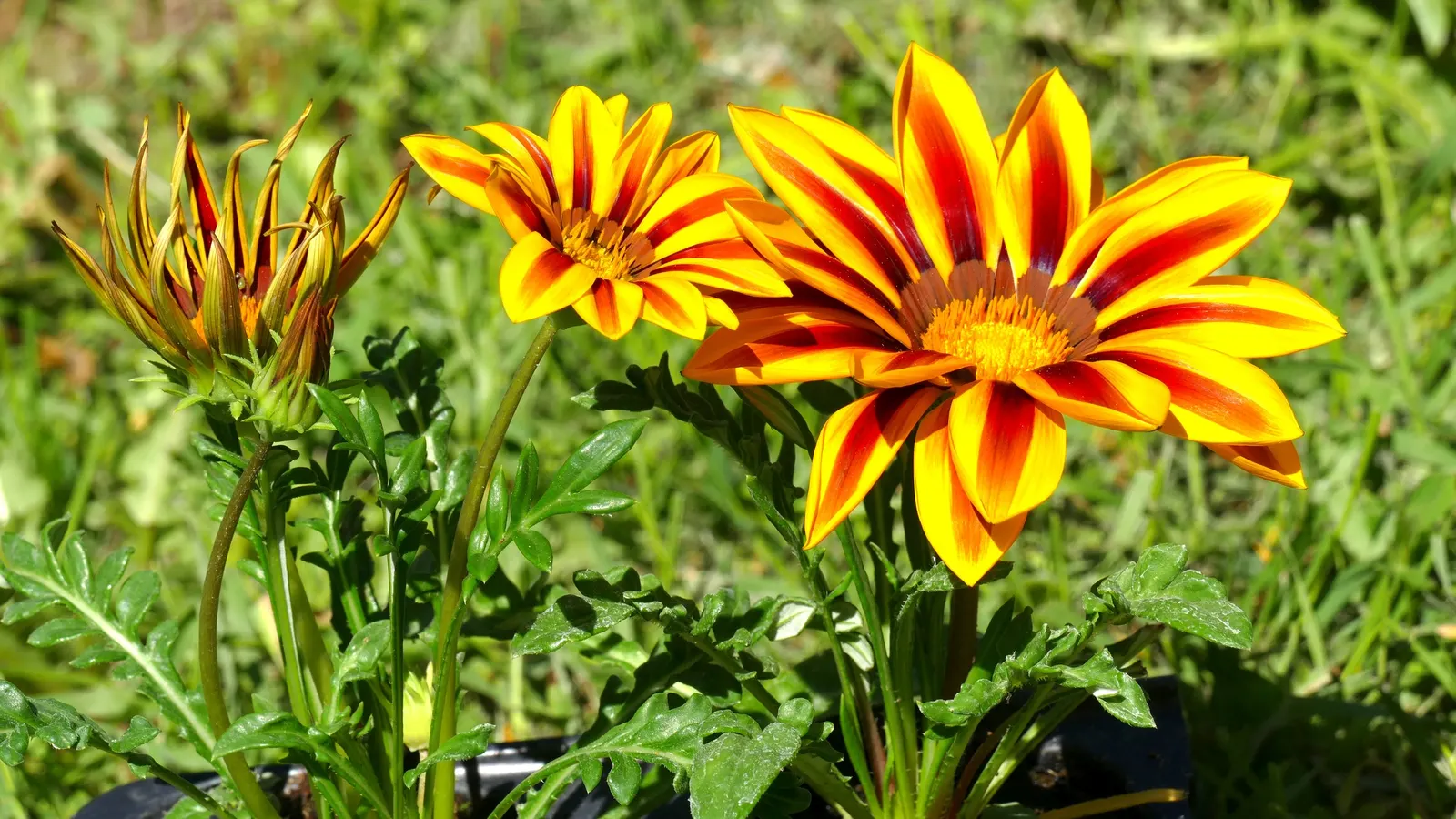 Trailing Gazania (Gazania Rigens) — Trailing Gazania (Gazania rigens) is a vibrant perennial groundcover, flourishing in zones 9-11; up to 4 inches, image 97
