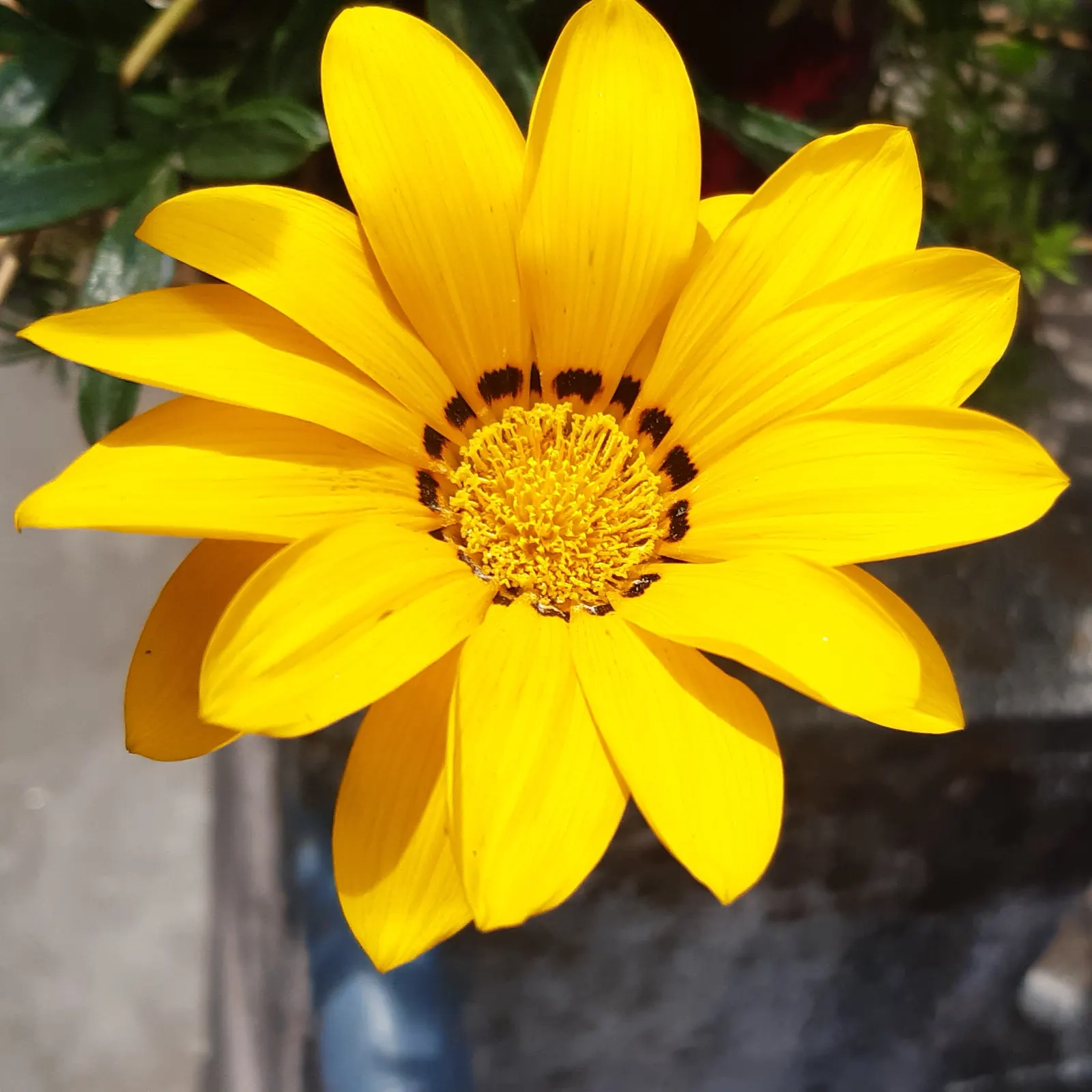 Trailing Gazania (Gazania Rigens) — ground cover / perennial with gold and multi-colored and orange and pink and purple and red and violet and, image 47