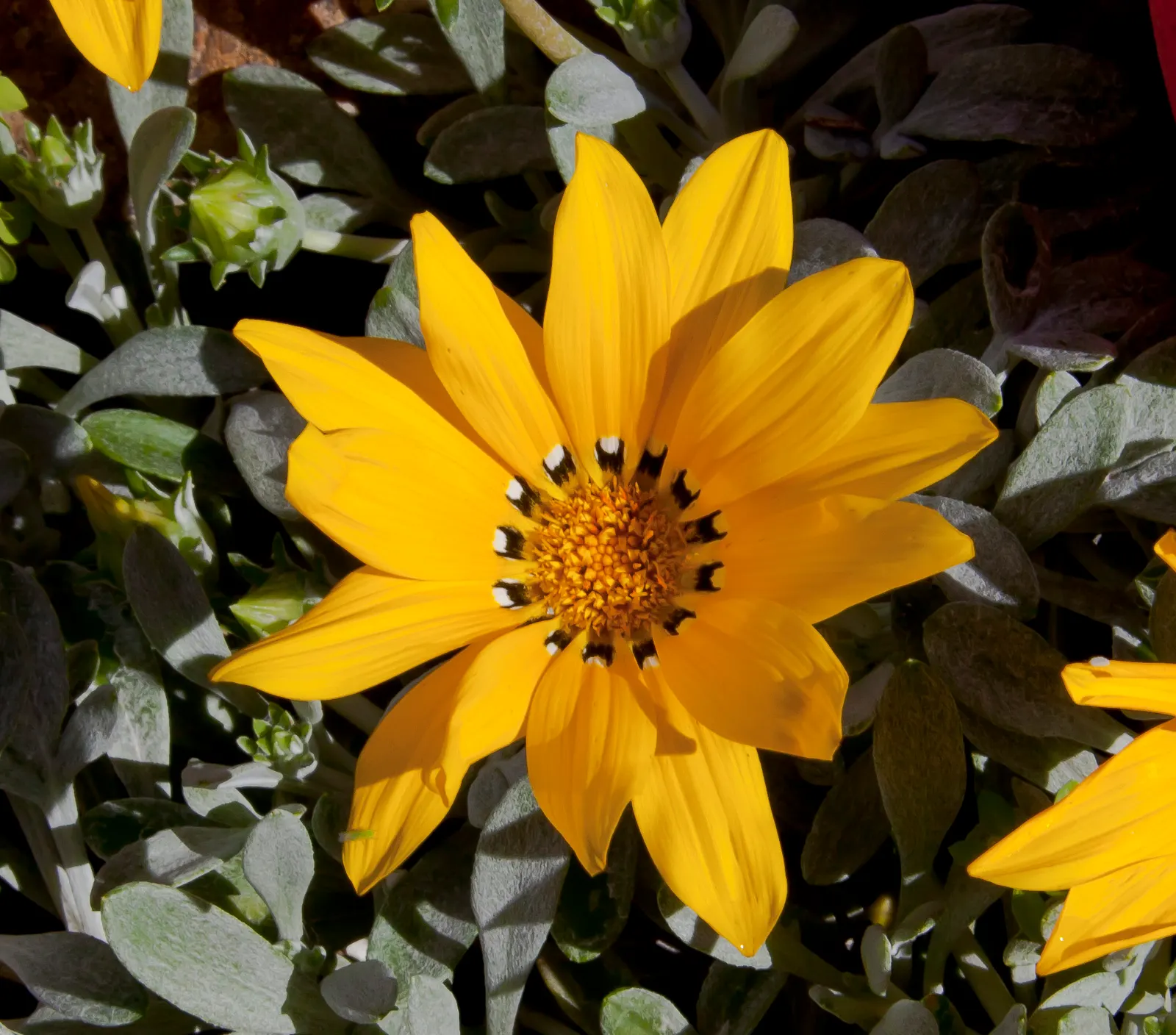 Trailing Gazania (Gazania Rigens) — Its vigorous trailing habit also makes it an excellent choice for cascading over walls or containers; blooming, image 66
