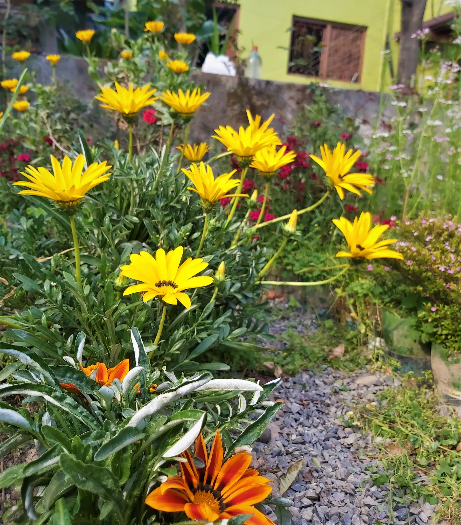Trailing Gazania (Gazania Rigens) — gold and multi-colored and orange and pink and purple and red and violet and white and yellow flowers in the, image 70