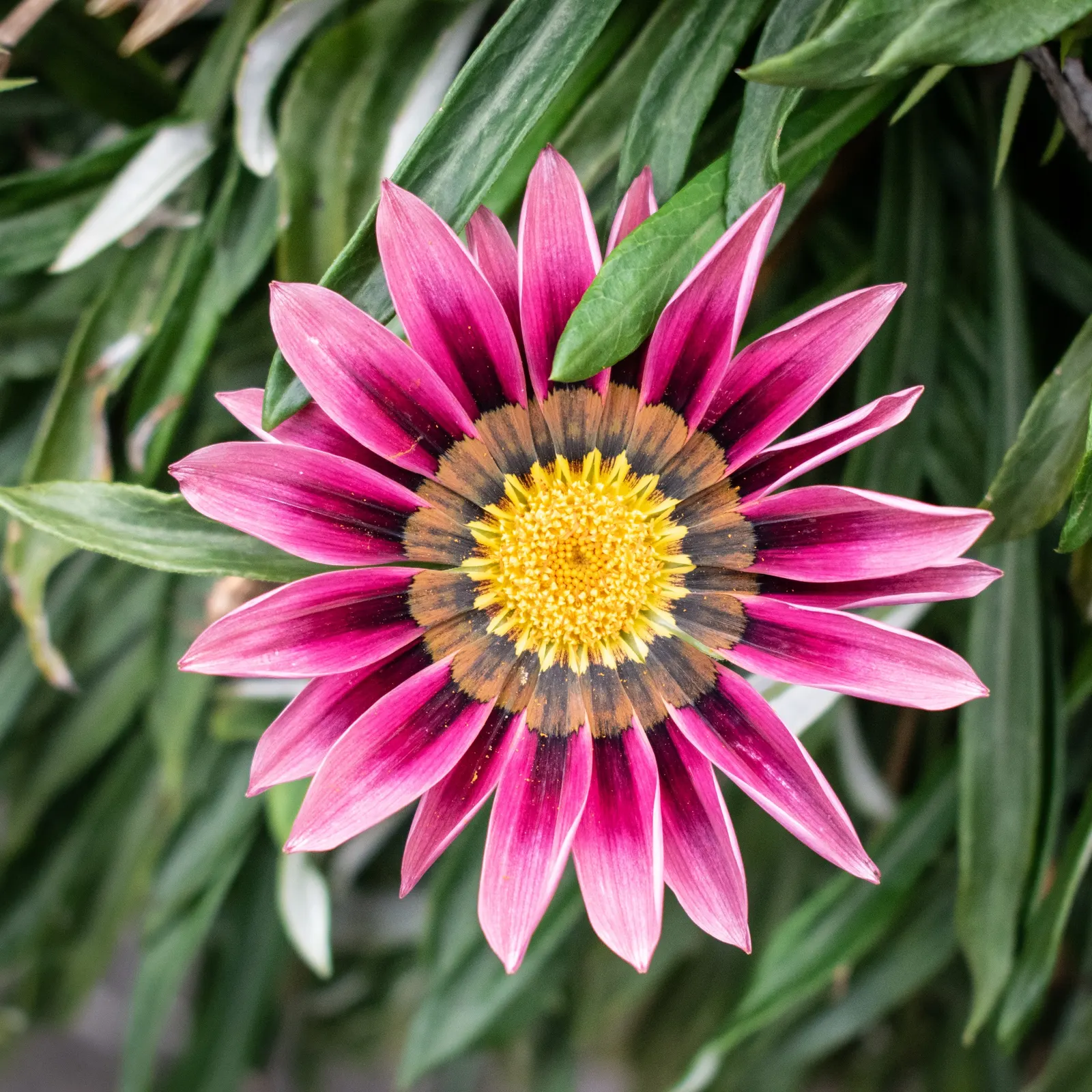 Trailing Gazania (Gazania Rigens) — it's crucial to note that Gazania rigens is suitable for rock gardens; these blossoms open wide under the, image 64