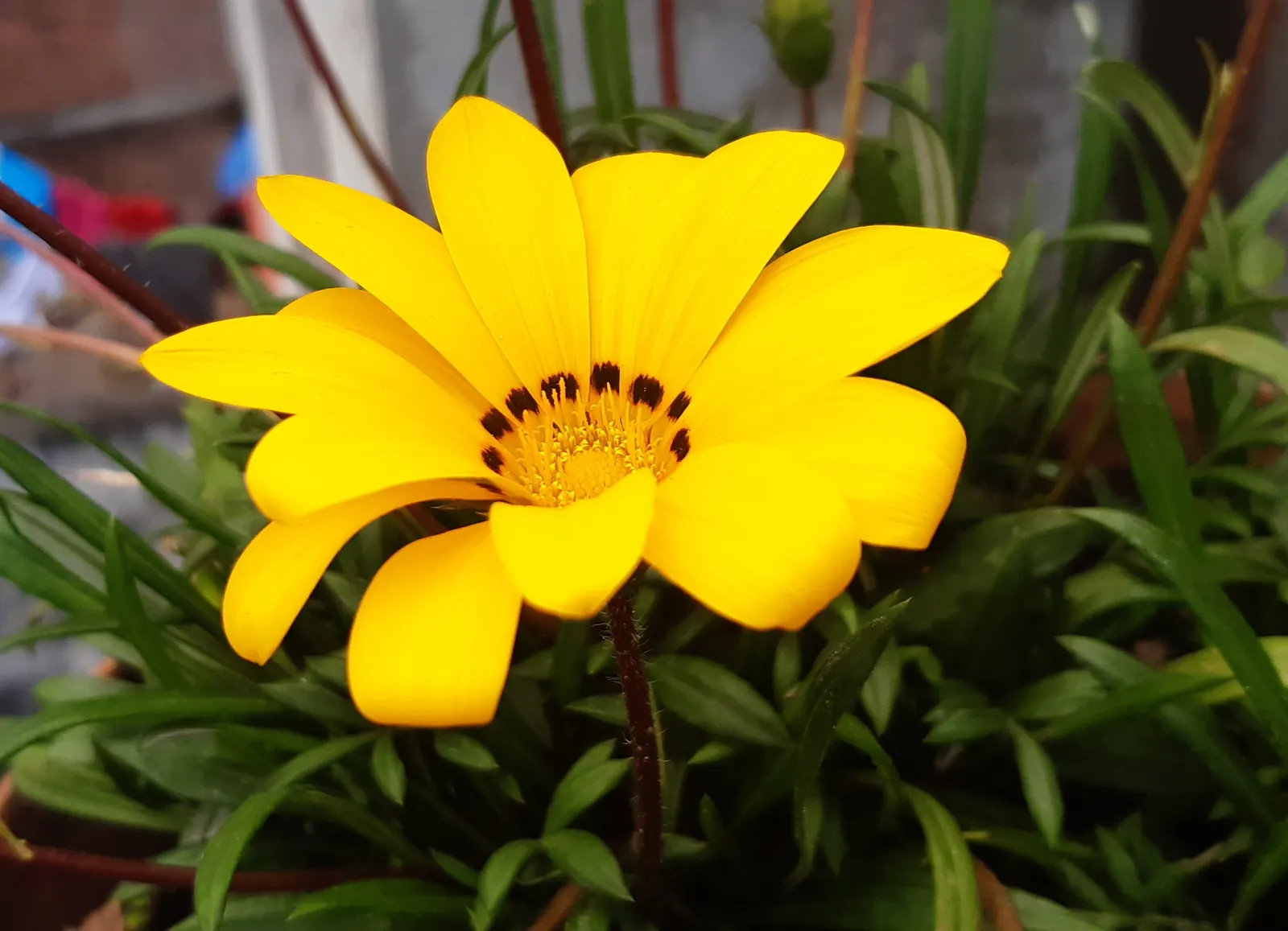 Trailing Gazania (Gazania Rigens) — blooming profusely with daisy-like flowers in warm hues; its vigorous trailing habit also makes it an excellent, image 75